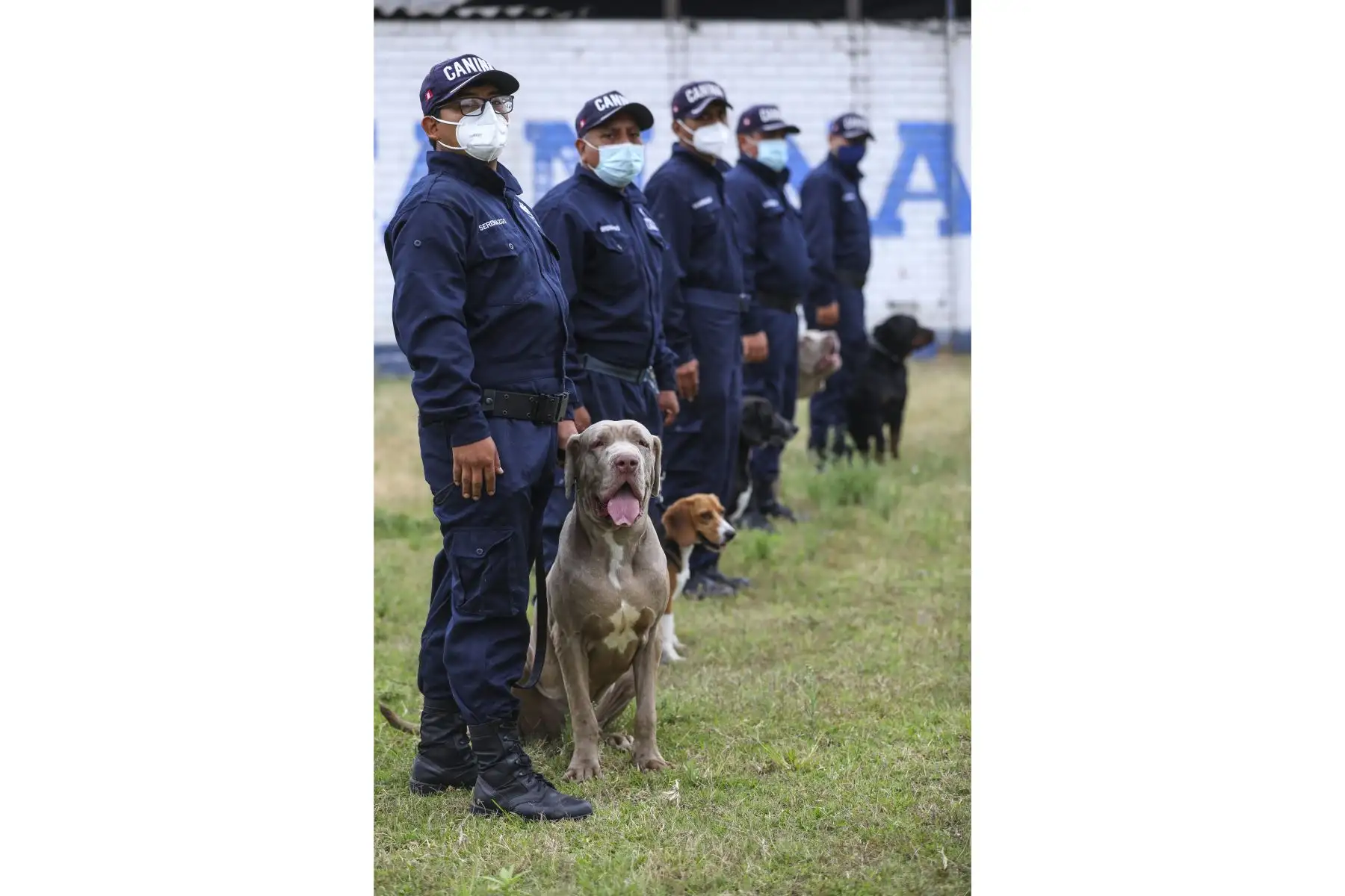 Brandon, Leia, Negro Junior, Antar y Atila son los nuevos canes que se incorporaron a la Brigada Canina de la Municipalidad de Lima, para sumarse a las labores de seguridad ciudadana en la ciudad, y convertirse en los nuevos guardianes del orden público. Foto: MML