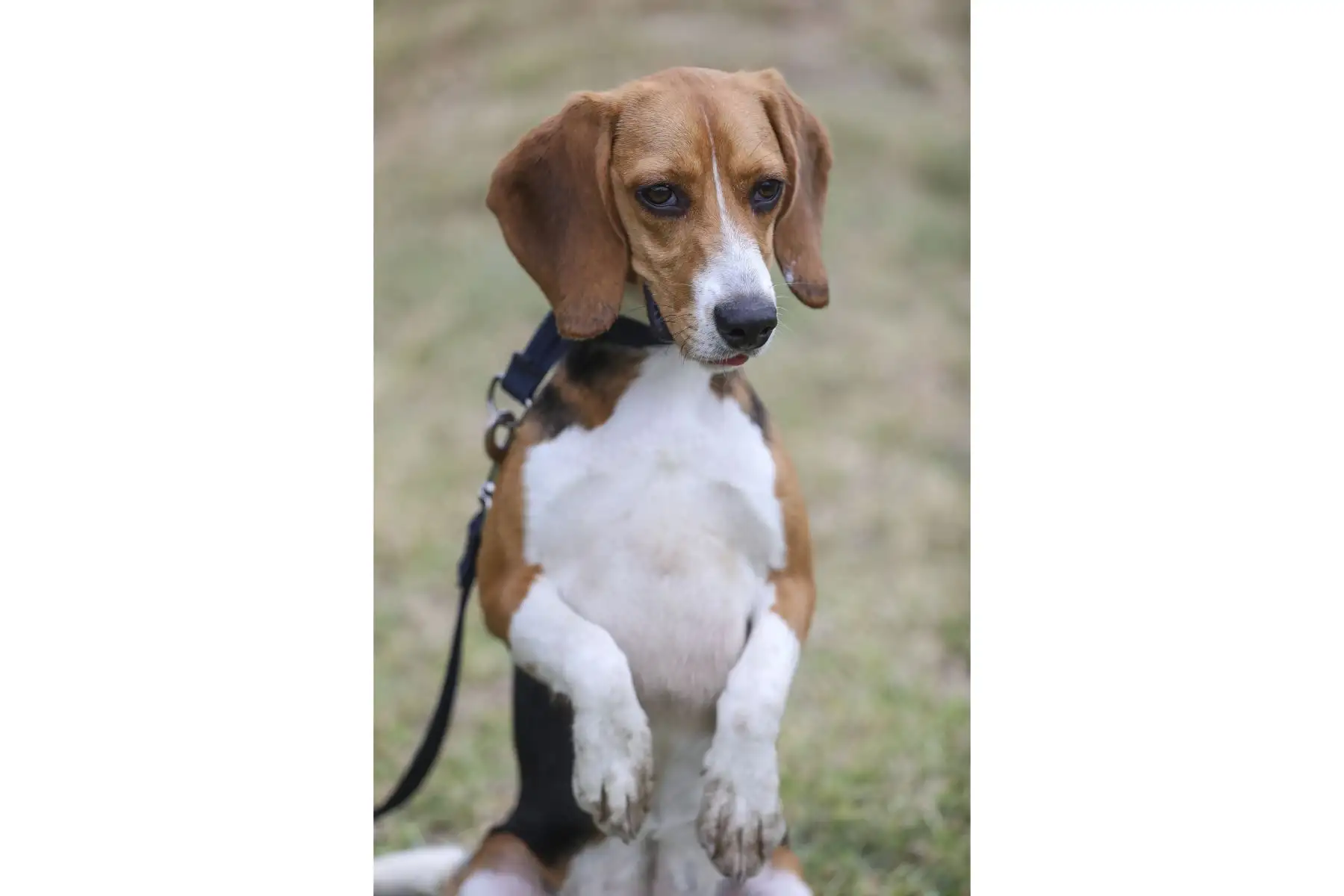 Brandon, Leia, Negro Junior, Antar y Atila son los nuevos canes que se incorporaron a la Brigada Canina de la Municipalidad de Lima, para sumarse a las labores de seguridad ciudadana en la ciudad, y convertirse en los nuevos guardianes del orden público. Foto: MML