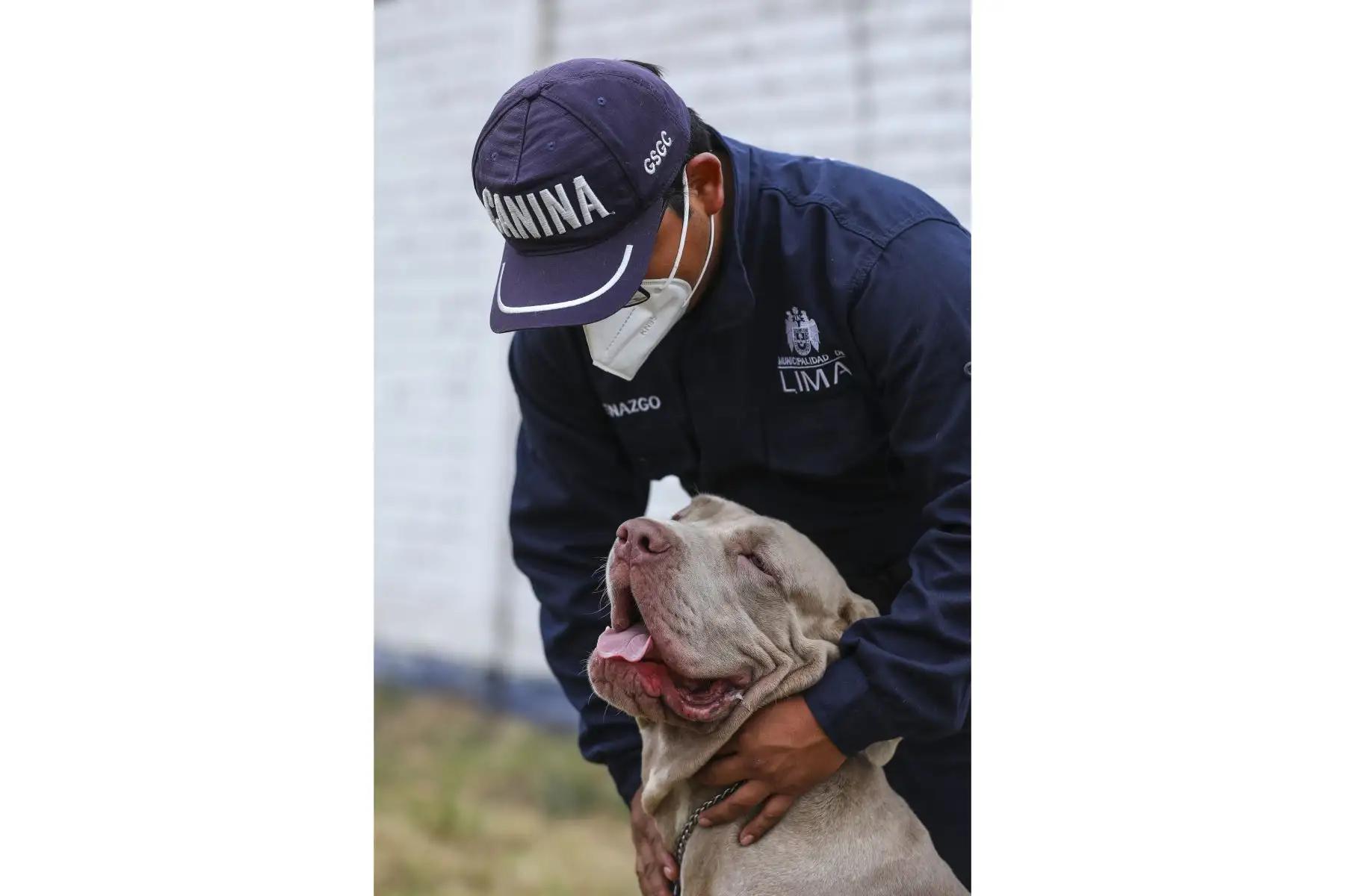 Brandon, Leia, Negro Junior, Antar y Atila son los nuevos canes que se incorporaron a la Brigada Canina de la Municipalidad de Lima, para sumarse a las labores de seguridad ciudadana en la ciudad, y convertirse en los nuevos guardianes del orden público. Foto: MML