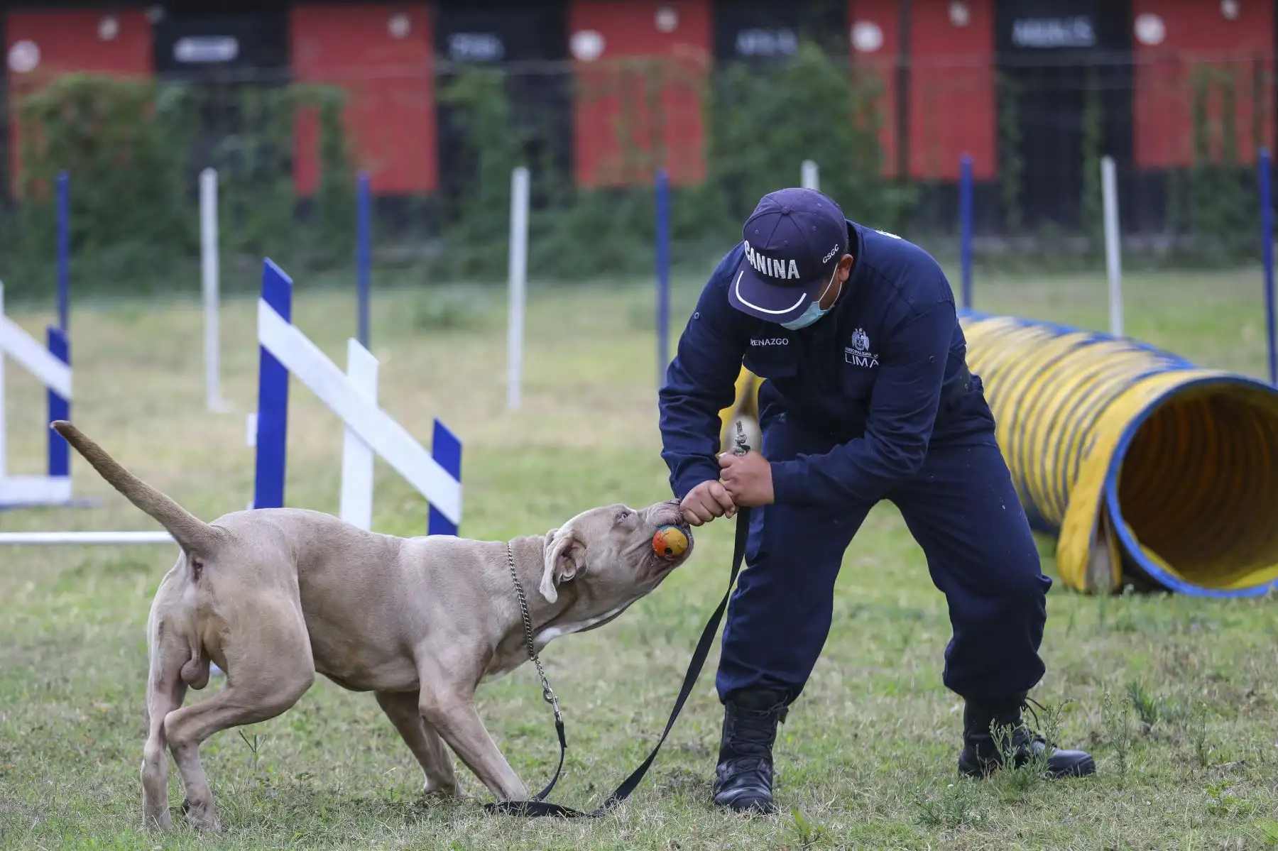 Brandon, Leia, Negro Junior, Antar y Atila son los nuevos canes que se incorporaron a la Brigada Canina de la Municipalidad de Lima, para sumarse a las labores de seguridad ciudadana en la ciudad, y convertirse en los nuevos guardianes del orden público. Foto: MML