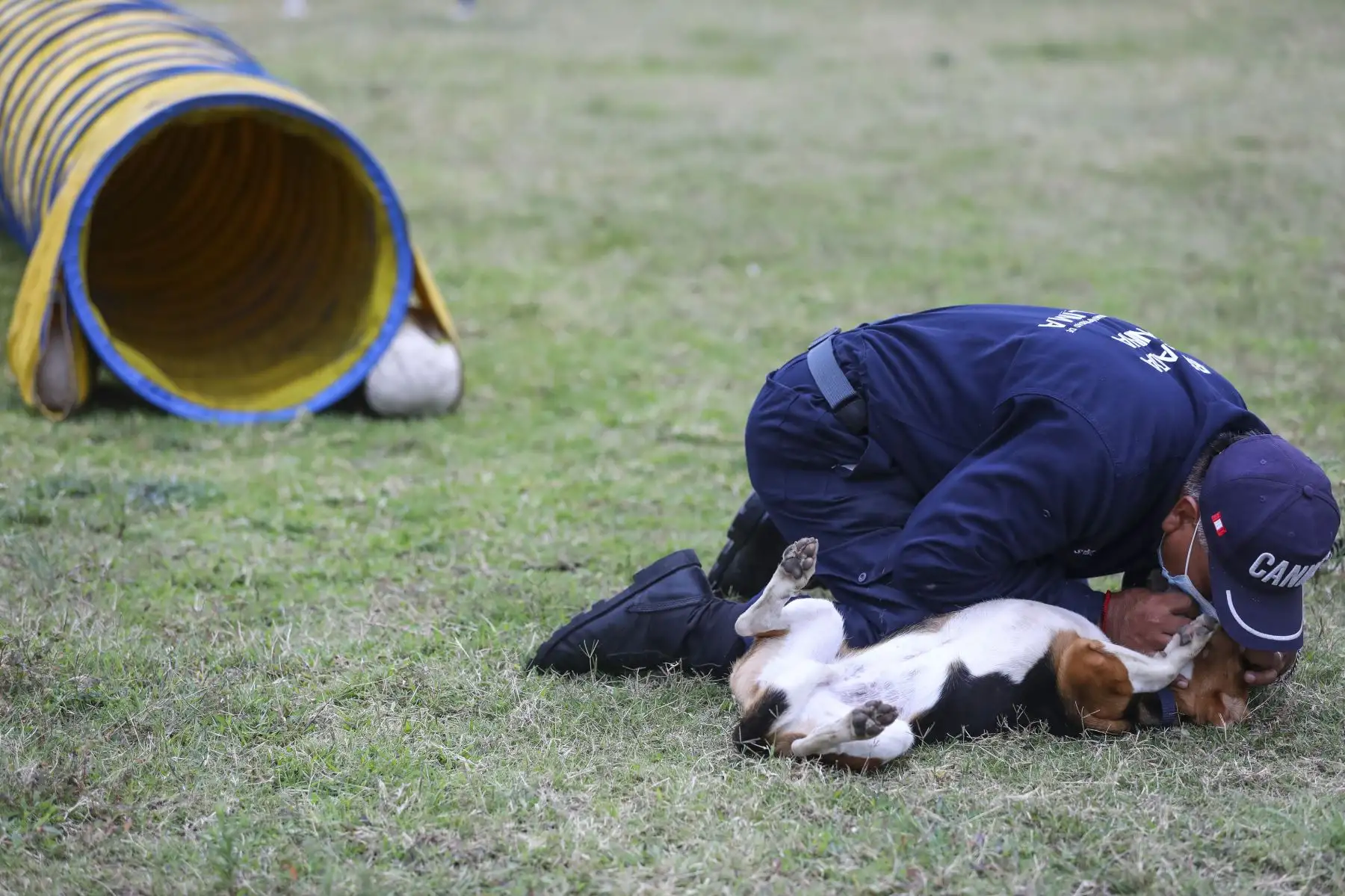 Brandon, Leia, Negro Junior, Antar y Atila son los nuevos canes que se incorporaron a la Brigada Canina de la Municipalidad de Lima, para sumarse a las labores de seguridad ciudadana en la ciudad, y convertirse en los nuevos guardianes del orden público. Foto: MML