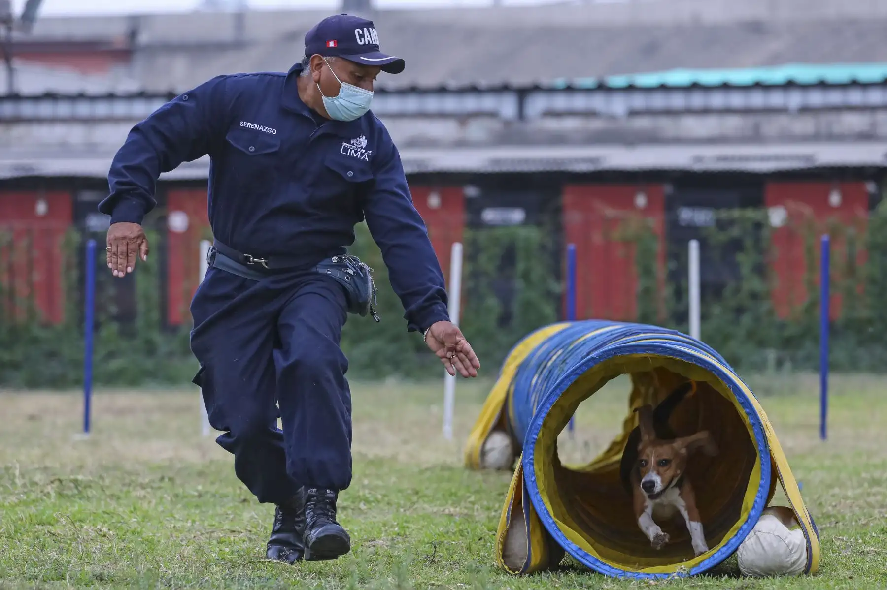 Brandon, Leia, Negro Junior, Antar y Atila son los nuevos canes que se incorporaron a la Brigada Canina de la Municipalidad de Lima, para sumarse a las labores de seguridad ciudadana en la ciudad, y convertirse en los nuevos guardianes del orden público. Foto: MML
