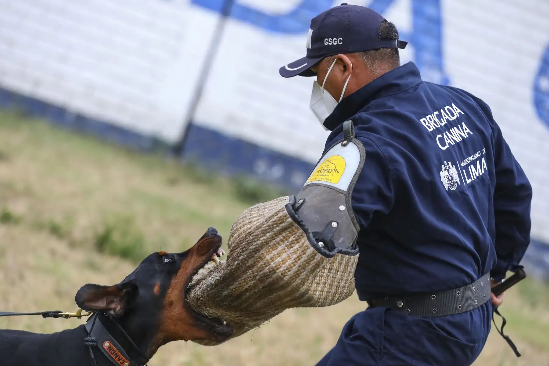 Brandon, Leia, Negro Junior, Antar y Atila son los nuevos canes que se incorporaron a la Brigada Canina de la Municipalidad de Lima, para sumarse a las labores de seguridad ciudadana en la ciudad, y convertirse en los nuevos guardianes del orden público. Foto: MML