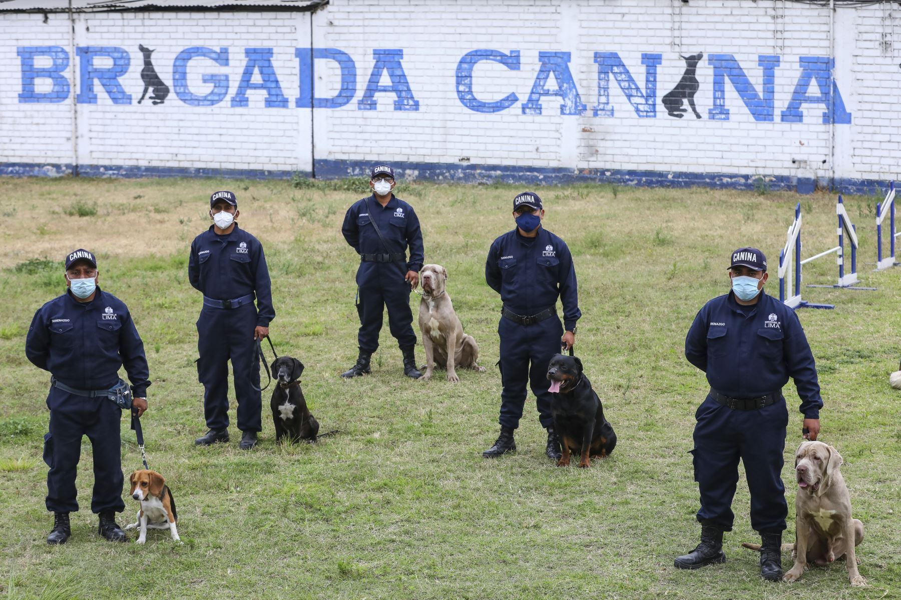 Brandon, Leia, Negro Junior, Antar y Atila son los nuevos canes que se incorporaron a la Brigada Canina de la Municipalidad de Lima, para sumarse a las labores de seguridad ciudadana en la ciudad, y convertirse en los nuevos guardianes del orden público. Foto: MML