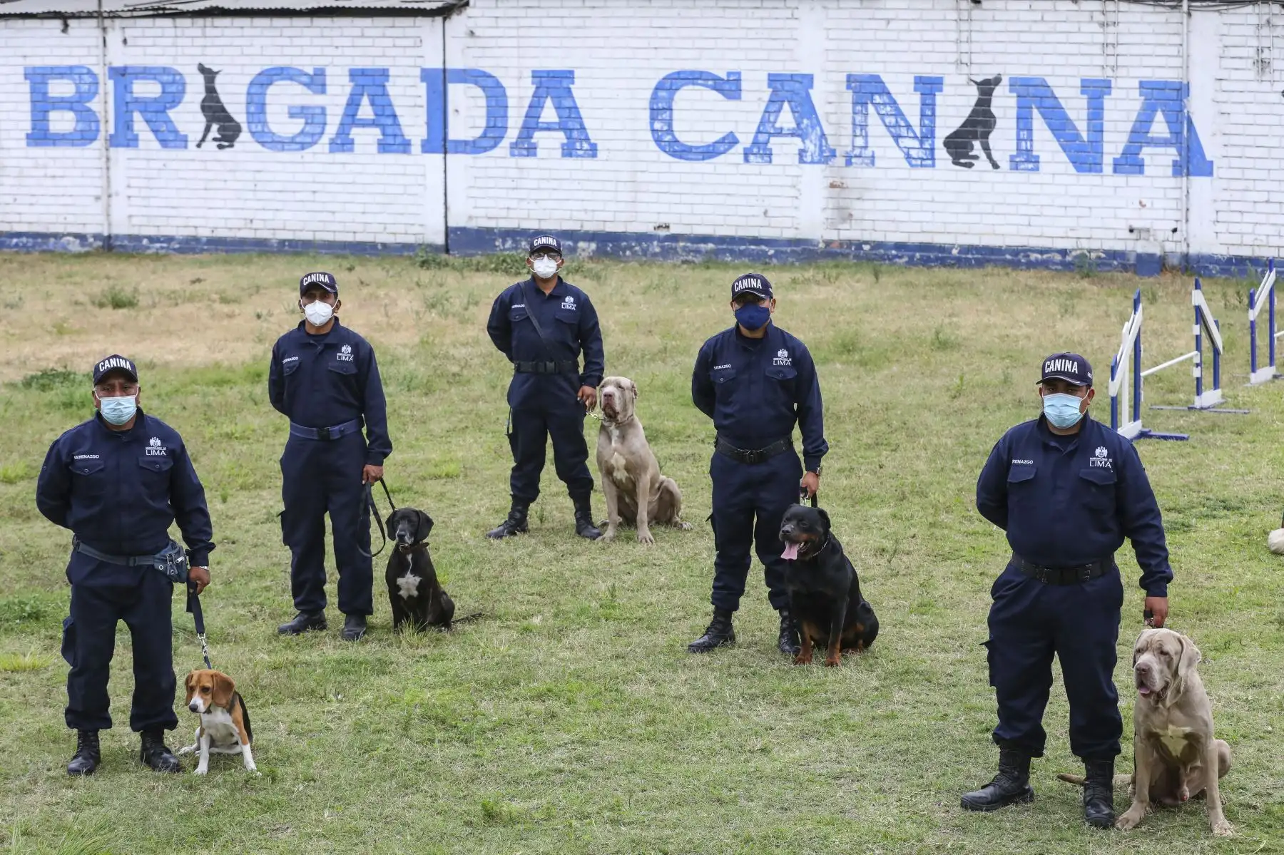 Brandon, Leia, Negro Junior, Antar y Atila son los nuevos canes que se incorporaron a la Brigada Canina de la Municipalidad de Lima, para sumarse a las labores de seguridad ciudadana en la ciudad, y convertirse en los nuevos guardianes del orden público. Foto: MML