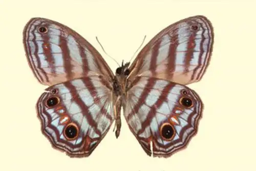 A esta especie se la encuentra en bosques tropicales primarios de tierras bajas