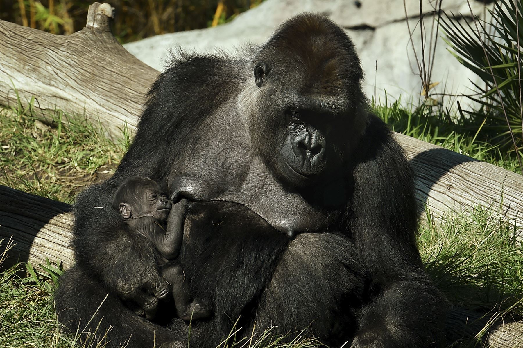Varios gorilas en el zoológico de San Diego, en el sur de California, dieron positivo al nuevo coronavirus y fueron puestos en cuarentena. Foto: AFP.