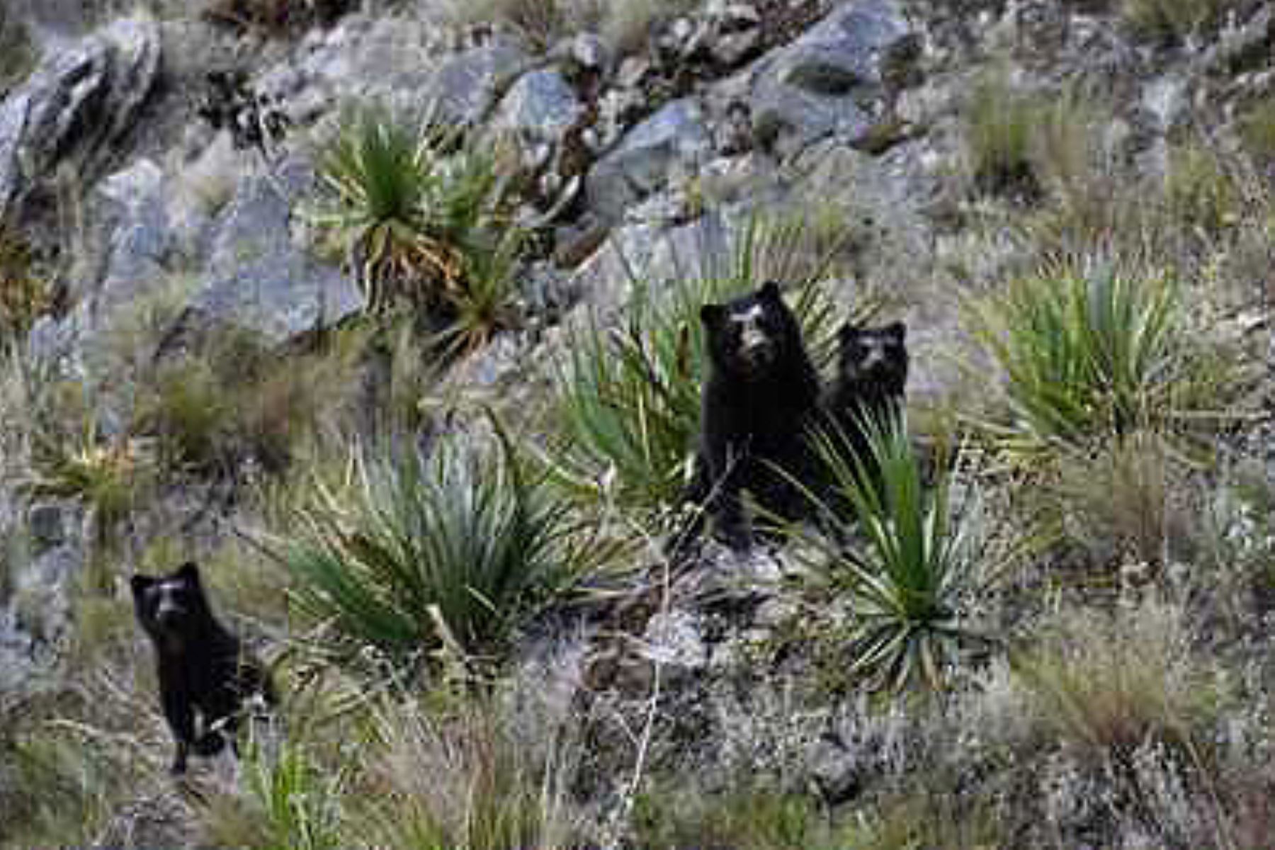 El oso de anteojos habita en más de 30 ANP como el santuario histórico de Machupicchu y el parque nacional del Manu. Foto: ANDINA/Difusión