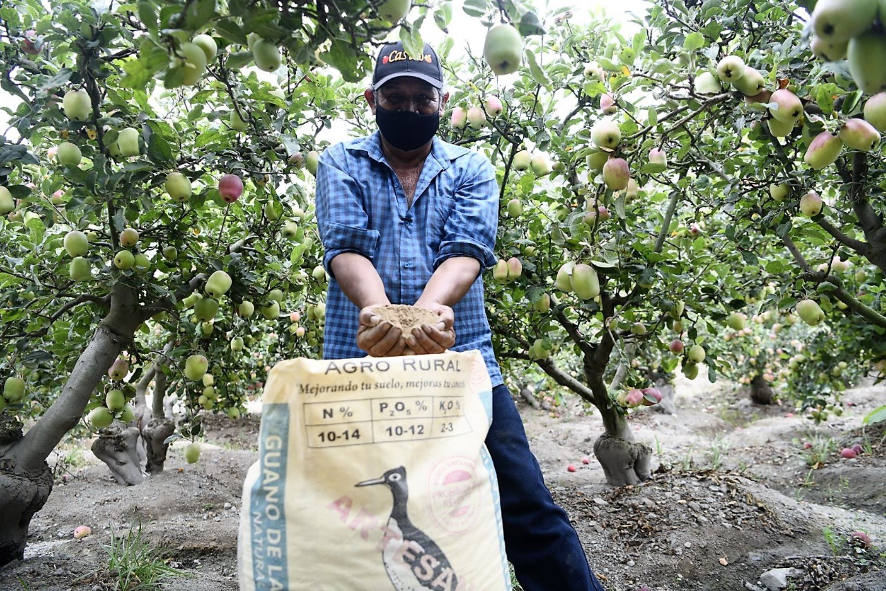 Productores frutícolas de Huaral mejoran sus cosechas de manzana con el uso del guano de las islas Foto: ANDINA/Difusión