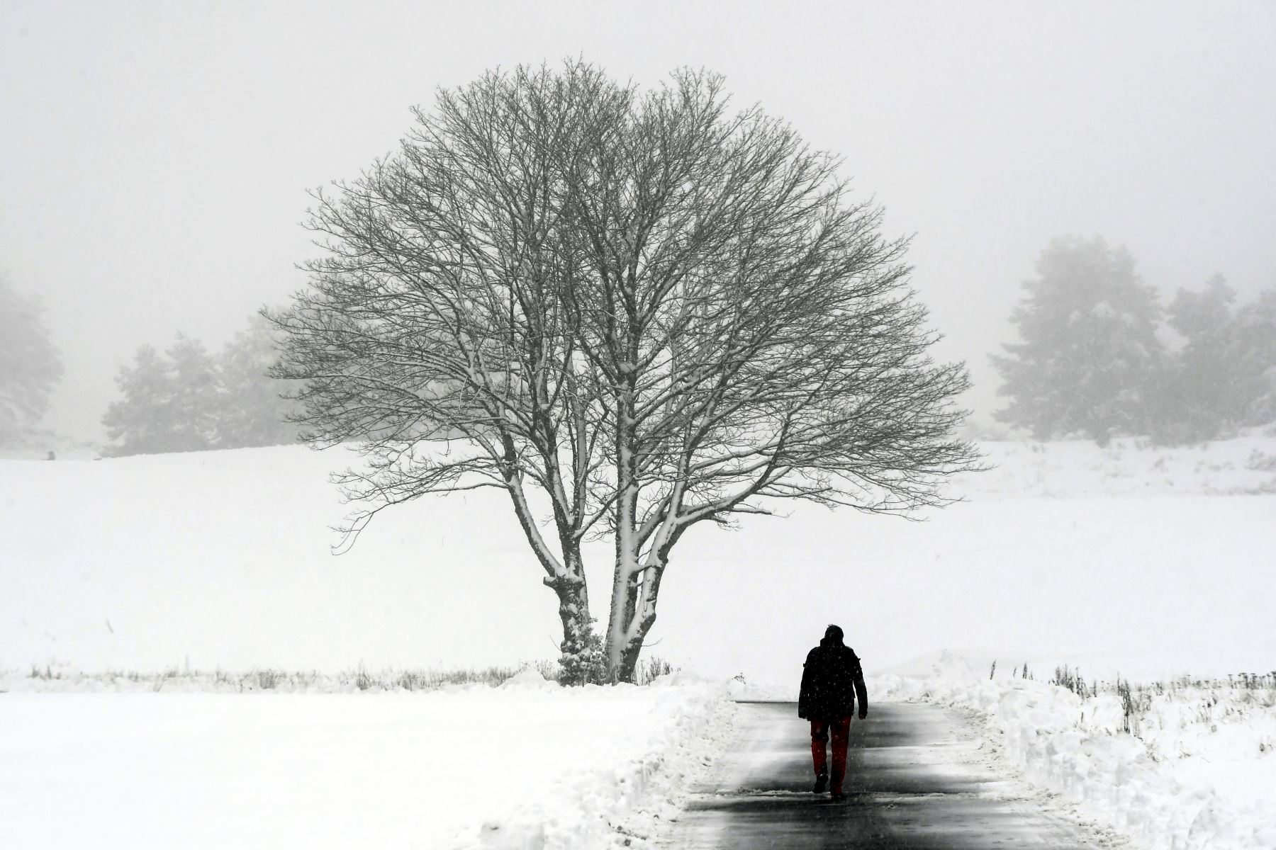Un hombre camina por un sendero en el campo de golf de Gleneagles en Gleneagles mientras nevaba intensamente en partes de Escocia.
Foto: AFP