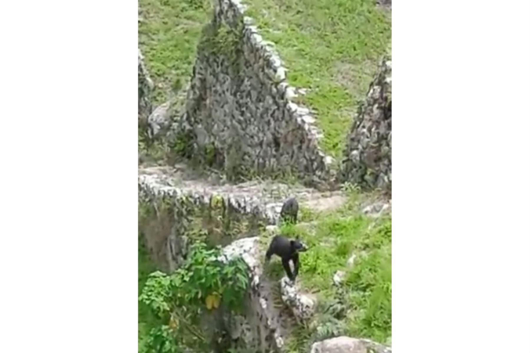 Trabajadores del parque arqueológico Machu Picchu captaron a una osa de anteojos y su cría paseando por la ciudadela inca. ANDINA/Difusión