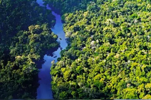 Investigación alerta que los ecosistemas están en riesgo de desestabilizarse por el secuestro del carbono. ANDINA/Difusión