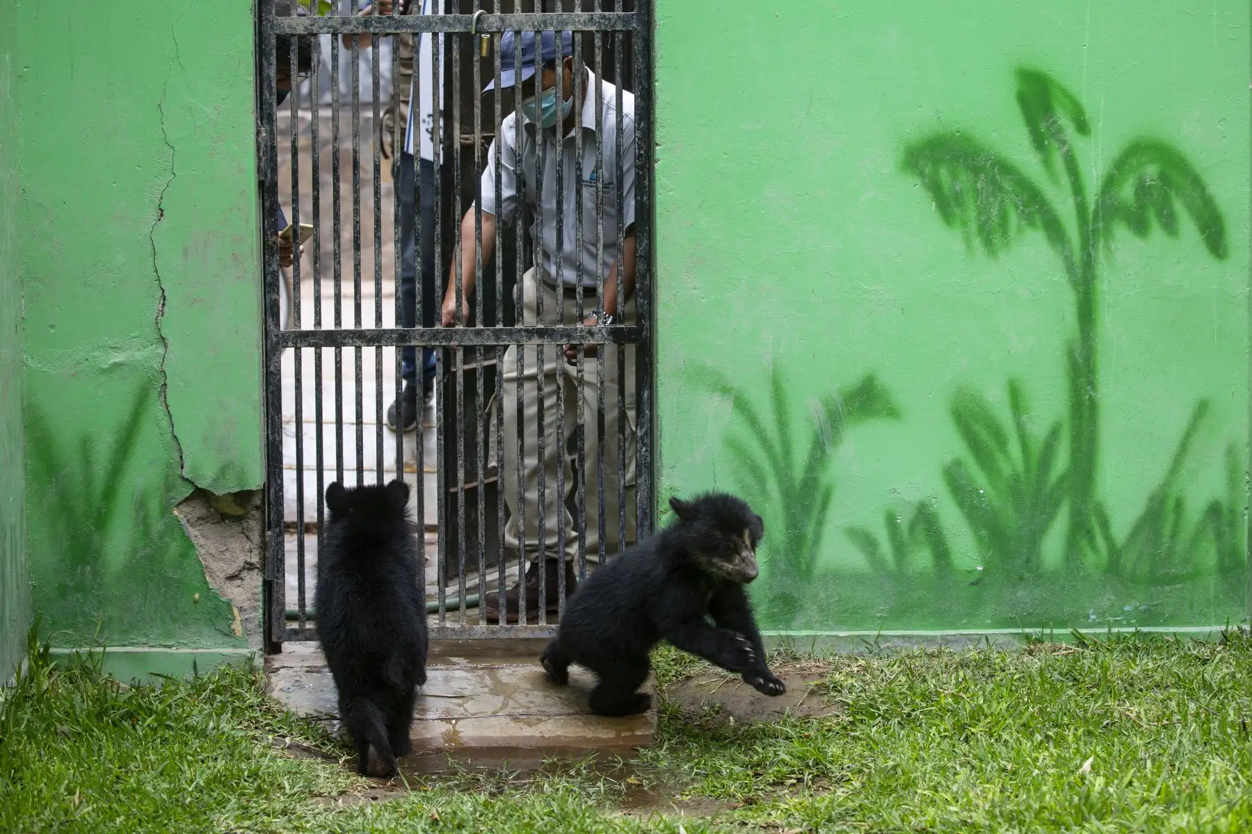 Los osos de anteojos rescatados en Puno, Maini y Ukuku, disfrutan de un espacio más amplio en la zona Selva del Parque de las Leyendas de Lima, donde trepan y juegan sin parar.
Foto: Municipalidad de Lima