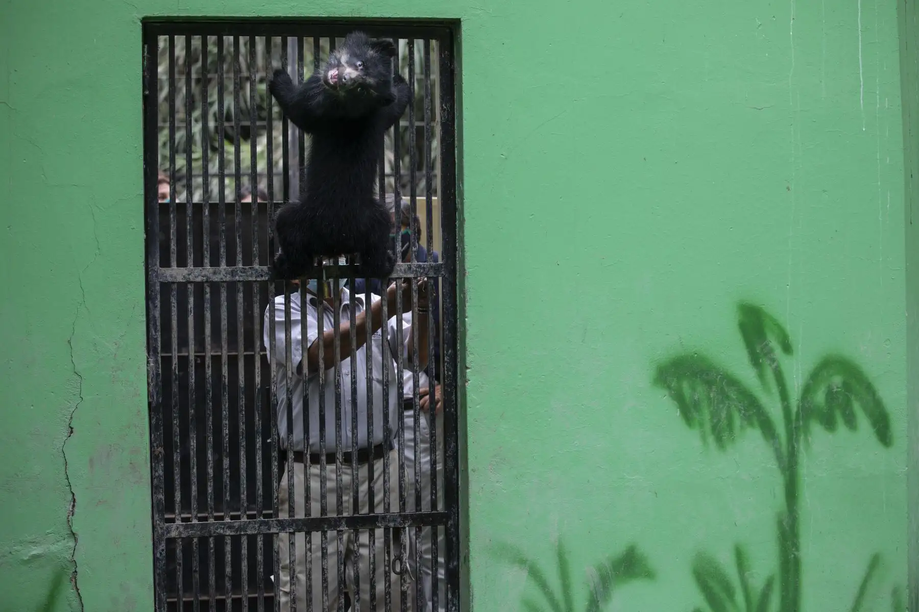 Los osos de anteojos rescatados en Puno, Maini y Ukuku, disfrutan de un espacio más amplio en la zona Selva del Parque de las Leyendas de Lima, donde trepan y juegan sin parar.
Foto: Municipalidad de Lima