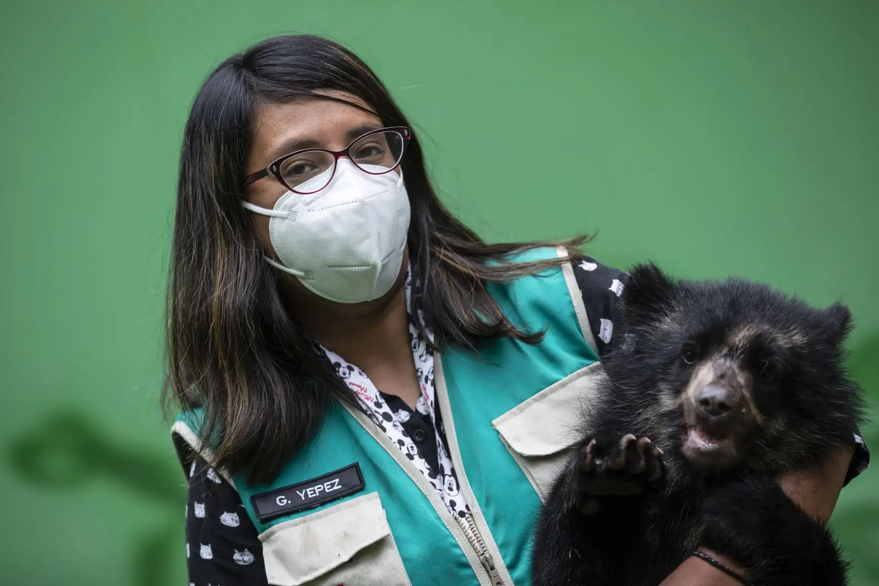 Los osos de anteojos rescatados en Puno, Maini y Ukuku, disfrutan de un espacio más amplio en la zona Selva del Parque de las Leyendas de Lima, donde trepan y juegan sin parar.
Foto: Municipalidad de Lima
