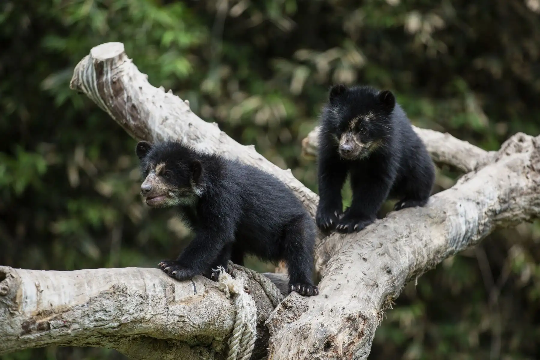 Los osos de anteojos rescatados en Puno, Maini y Ukuku, disfrutan de un espacio más amplio en la zona Selva del Parque de las Leyendas de Lima, donde trepan y juegan sin parar.
Foto: Municipalidad de Lima