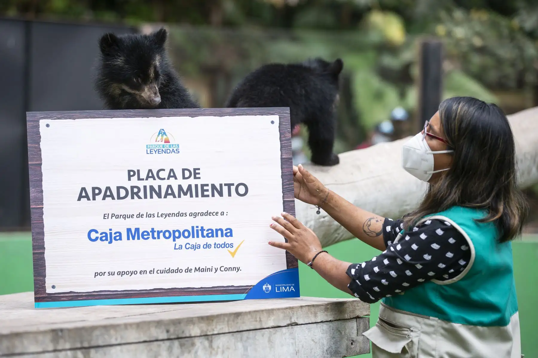 Los pequeños van creciendo saludablemente: Maini, de cinco meses y medio, pesa más de 9 kg; mientras que Ukuku, el osezno macho, 7 kg con tan solo cuatro meses y medio.
Foto: Municipalidad de Lima