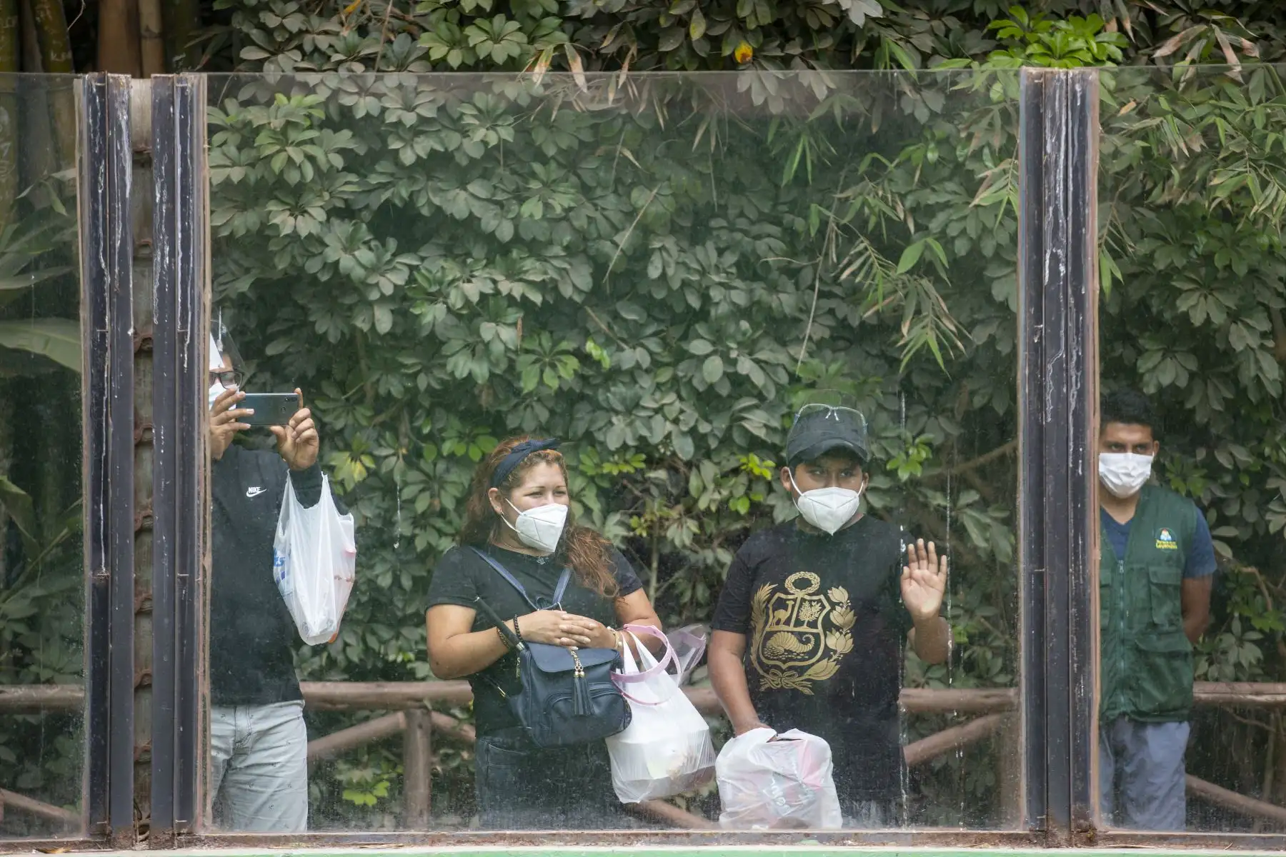 Los osos de anteojos rescatados en Puno, Maini y Ukuku, disfrutan de un espacio más amplio en la zona Selva del Parque de las Leyendas de Lima, donde trepan y juegan sin parar.
Foto: Municipalidad de Lima
