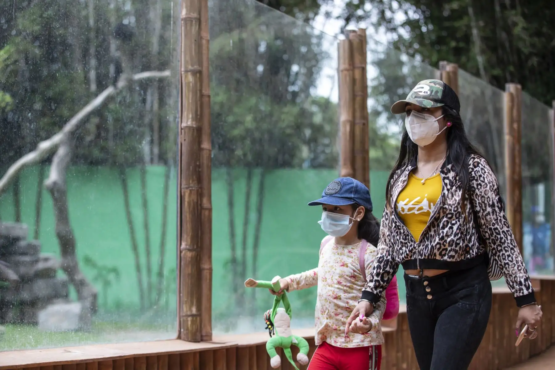 Los osos de anteojos rescatados en Puno, Maini y Ukuku, disfrutan de un espacio más amplio en la zona Selva del Parque de las Leyendas de Lima, donde trepan y juegan sin parar.
Foto: Municipalidad de Lima