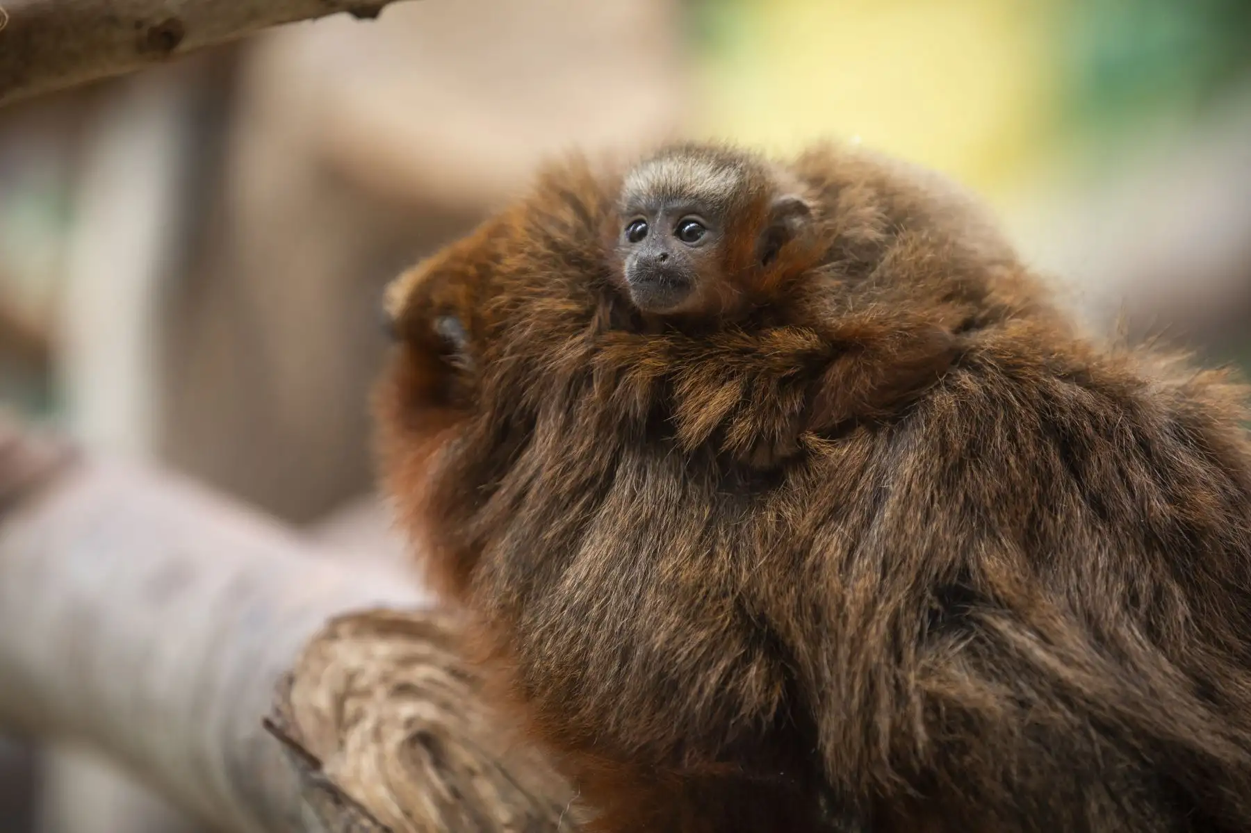 El Parque de las Leyendas presentó al nuevo ejemplar de mono tocón nacido recientemente. El público visitante pudo apreciar al primate. Foto: MML