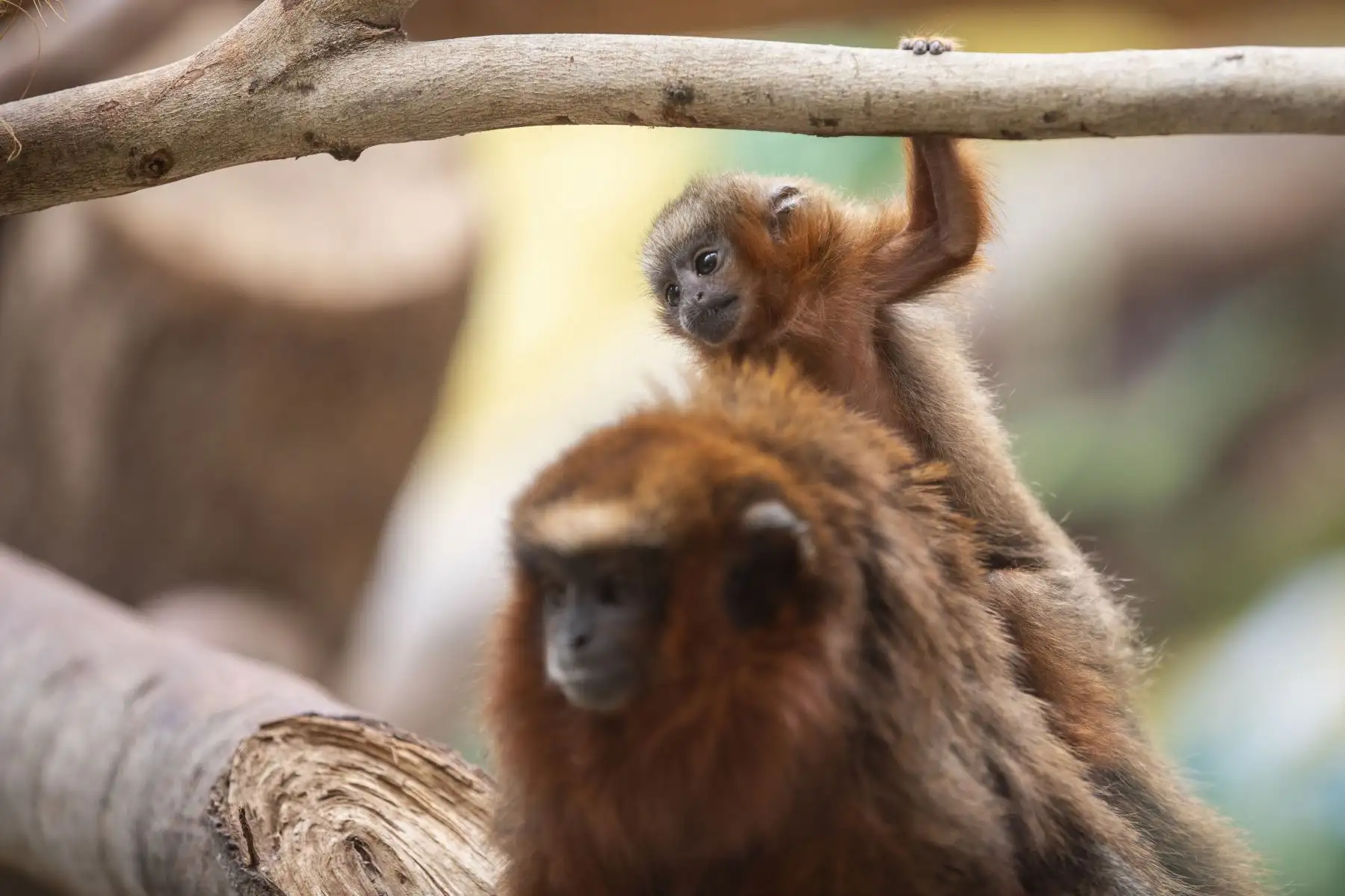 El Parque de las Leyendas presentó al nuevo ejemplar de mono tocón nacido recientemente. El público visitante pudo apreciar al primate. Foto: MML