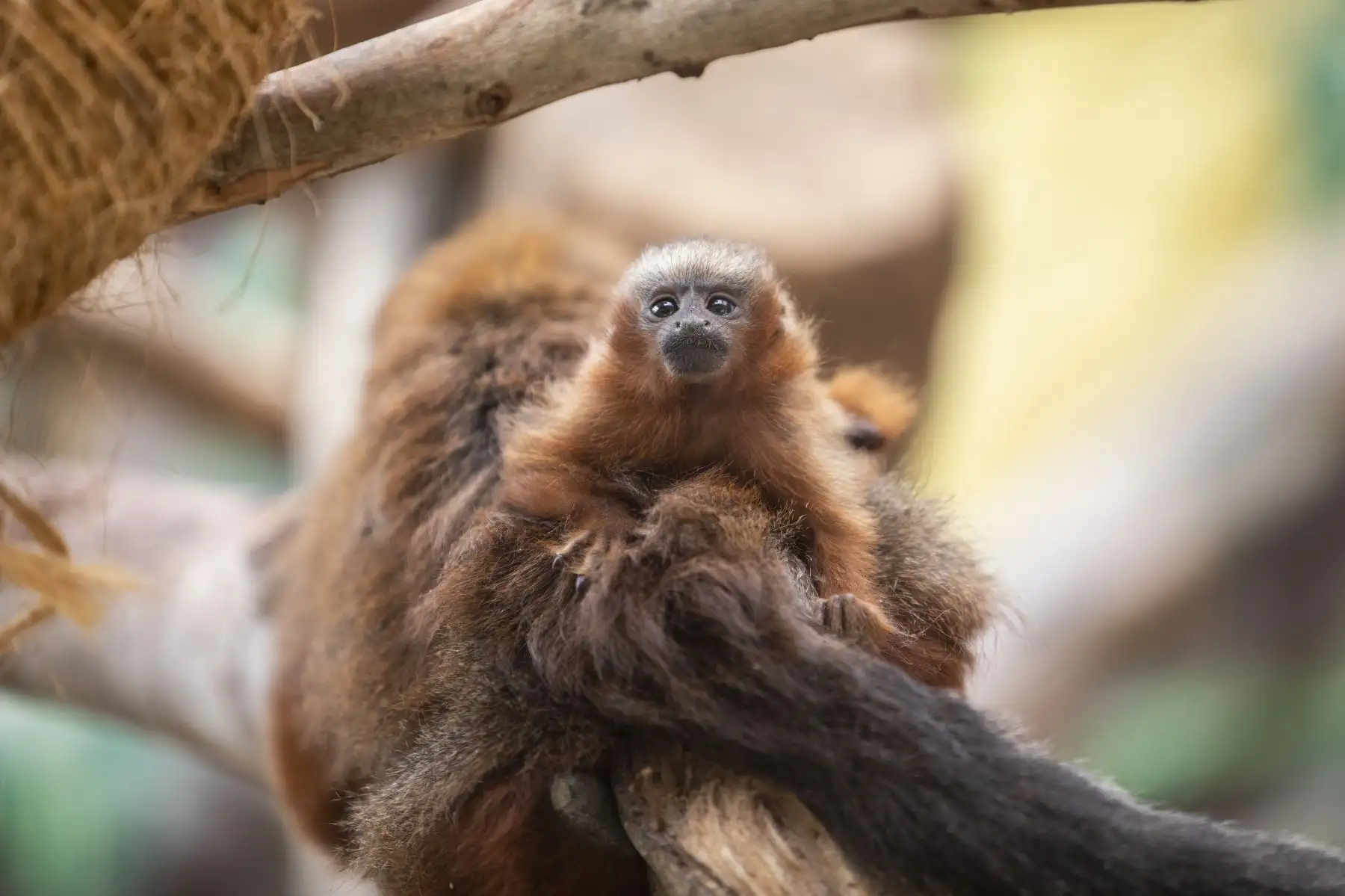 El Parque de las Leyendas presentó al nuevo ejemplar de mono tocón nacido recientemente. El público visitante pudo apreciar al primate. Foto: MML