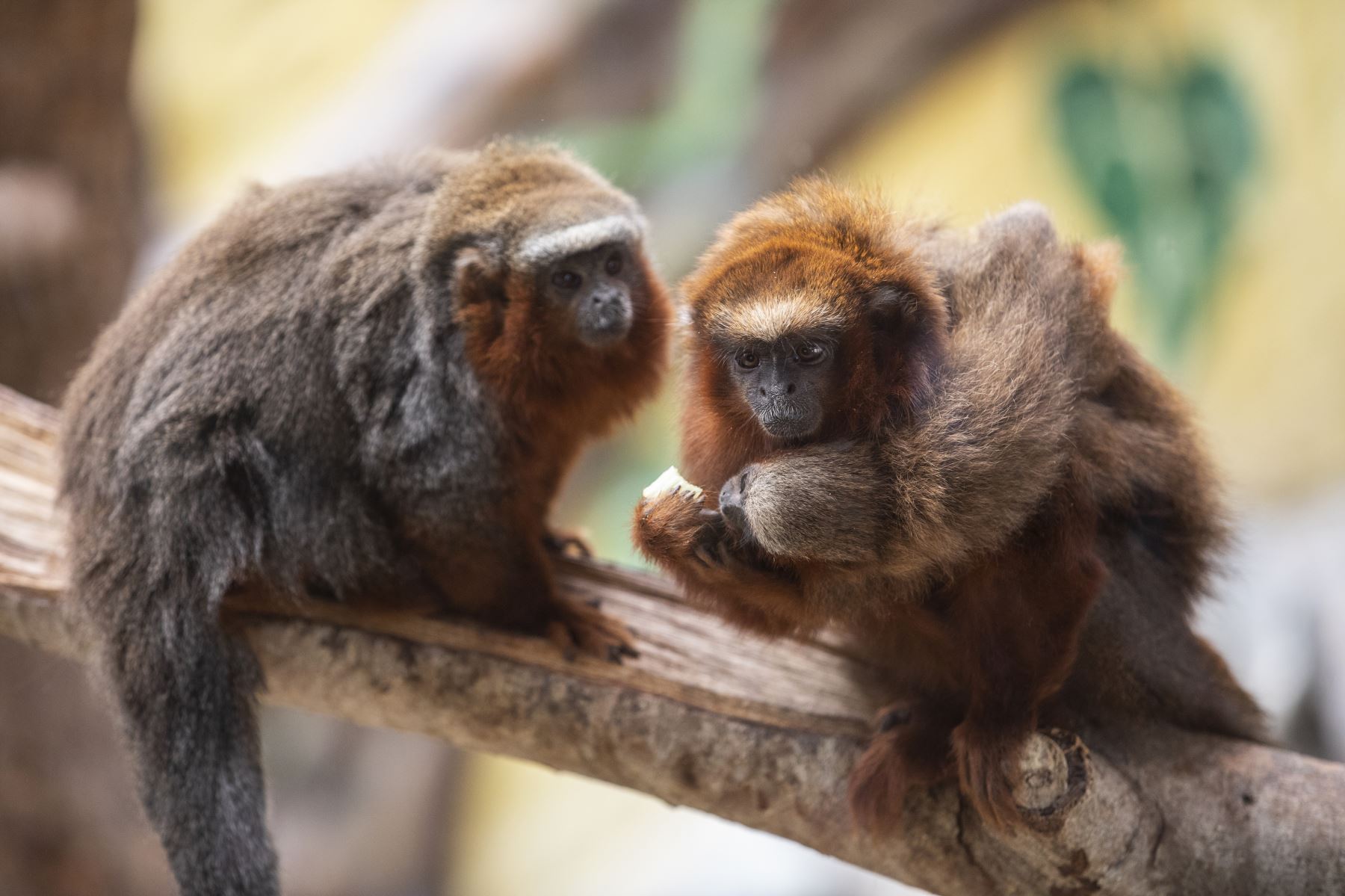 El Parque de las Leyendas presentó al nuevo ejemplar de mono tocón nacido recientemente. El público visitante pudo apreciar al primate. Foto: MML