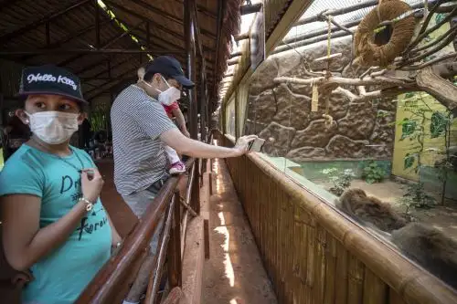 El Parque de las Leyendas presentó al nuevo ejemplar de mono tocón nacido recientemente. El público visitante pudo apreciar al primate. Foto: MML.