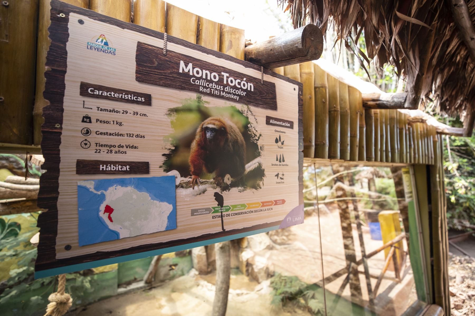 El Parque de las Leyendas presentó al nuevo ejemplar de mono tocón nacido recientemente. El público visitante pudo apreciar al primate. Foto: MML