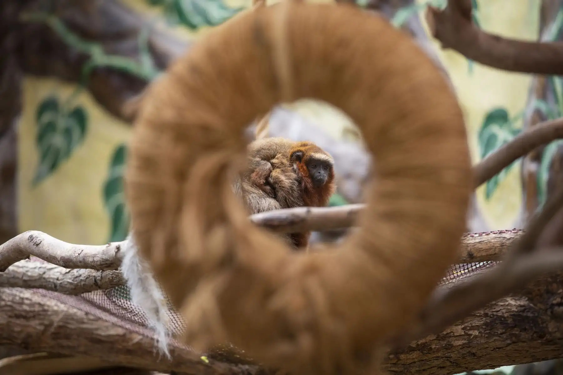 El Parque de las Leyendas presentó al nuevo ejemplar de mono tocón nacido recientemente. El público visitante pudo apreciar al primate. Foto: MML