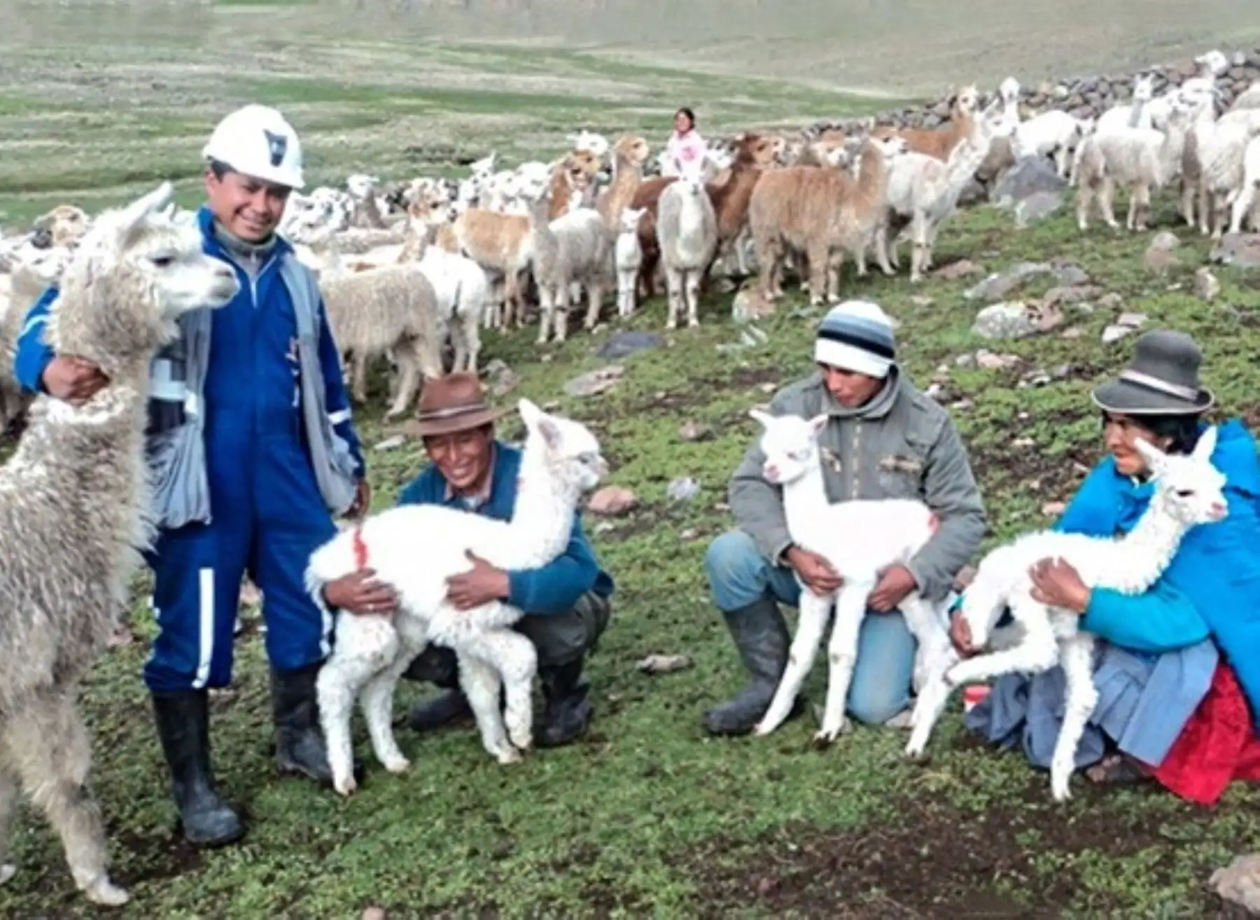 Científicos peruanos desarrollan investigación para mejorar producción de alpaca