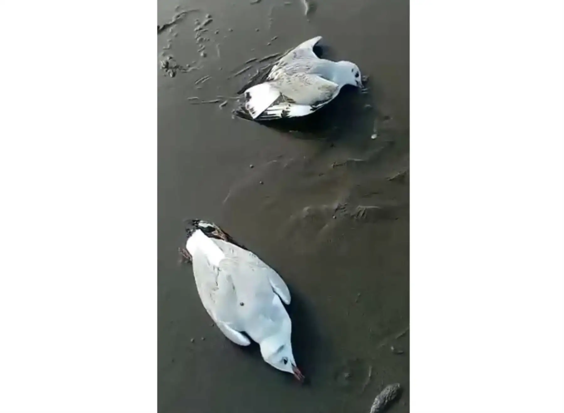 El Serfor reportó más de 70 gaviotas muertas en las playas de Huacho y Pisco.