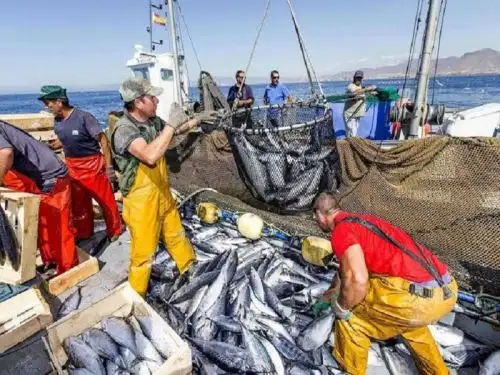 La pesca peruana ha sabido capear los temporales más difíciles, incluyendo la pandemia. ANDINA/Difusión