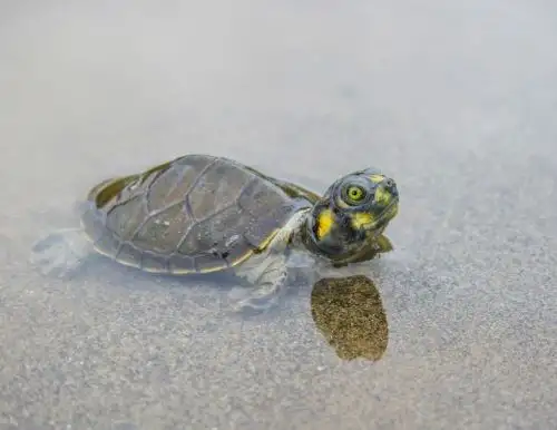 Conoce cómo el rescate de la taricaya, la especie emblemática de la Amazonía, ayuda a conservar la Reserva Nacional Pacaya, ubicada en Loreto. ANDINA/Difusión