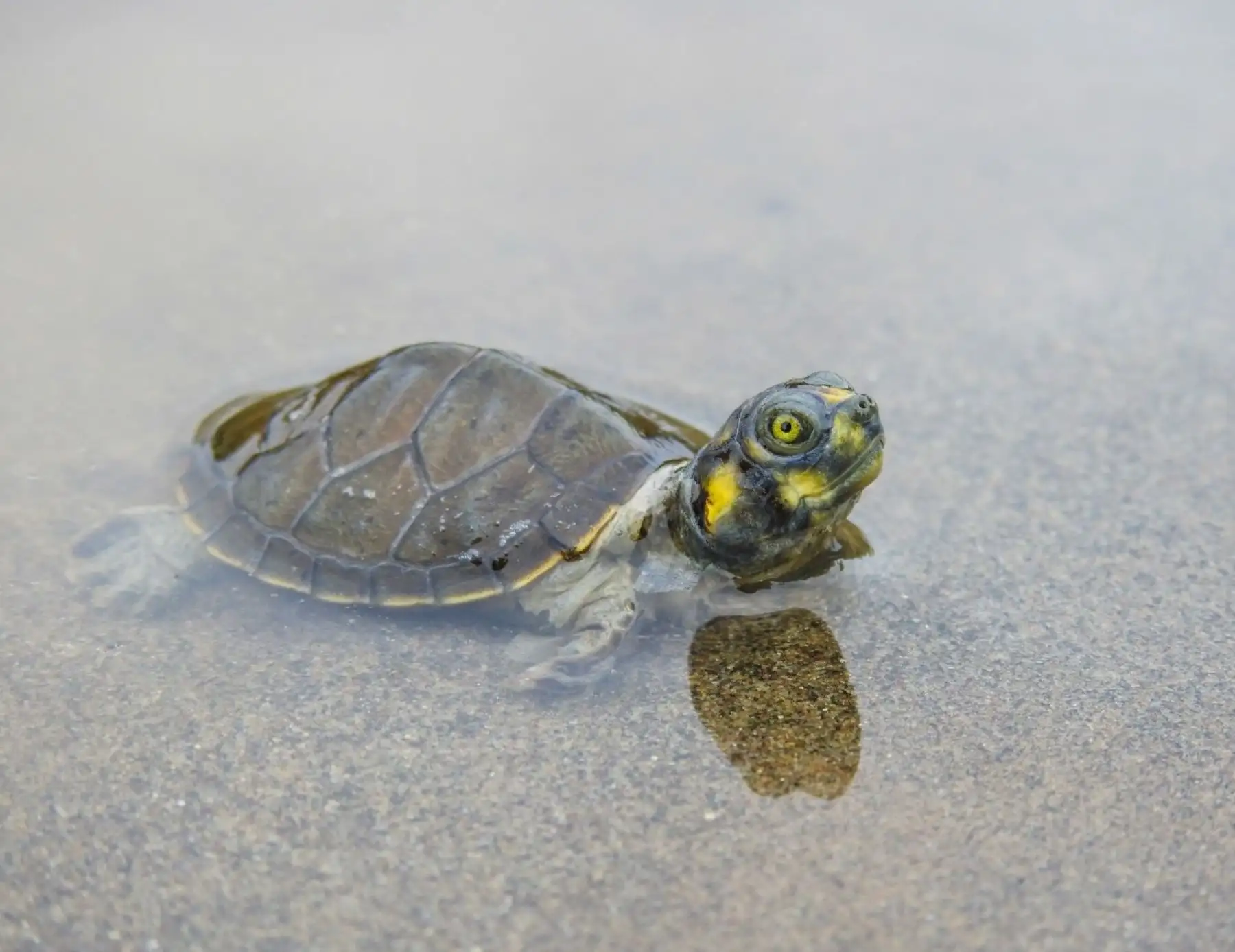 Conoce cómo el rescate de la taricaya, la especie emblemática de la Amazonía, ayuda a conservar la Reserva Nacional Pacaya, ubicada en Loreto. ANDINA/Difusión