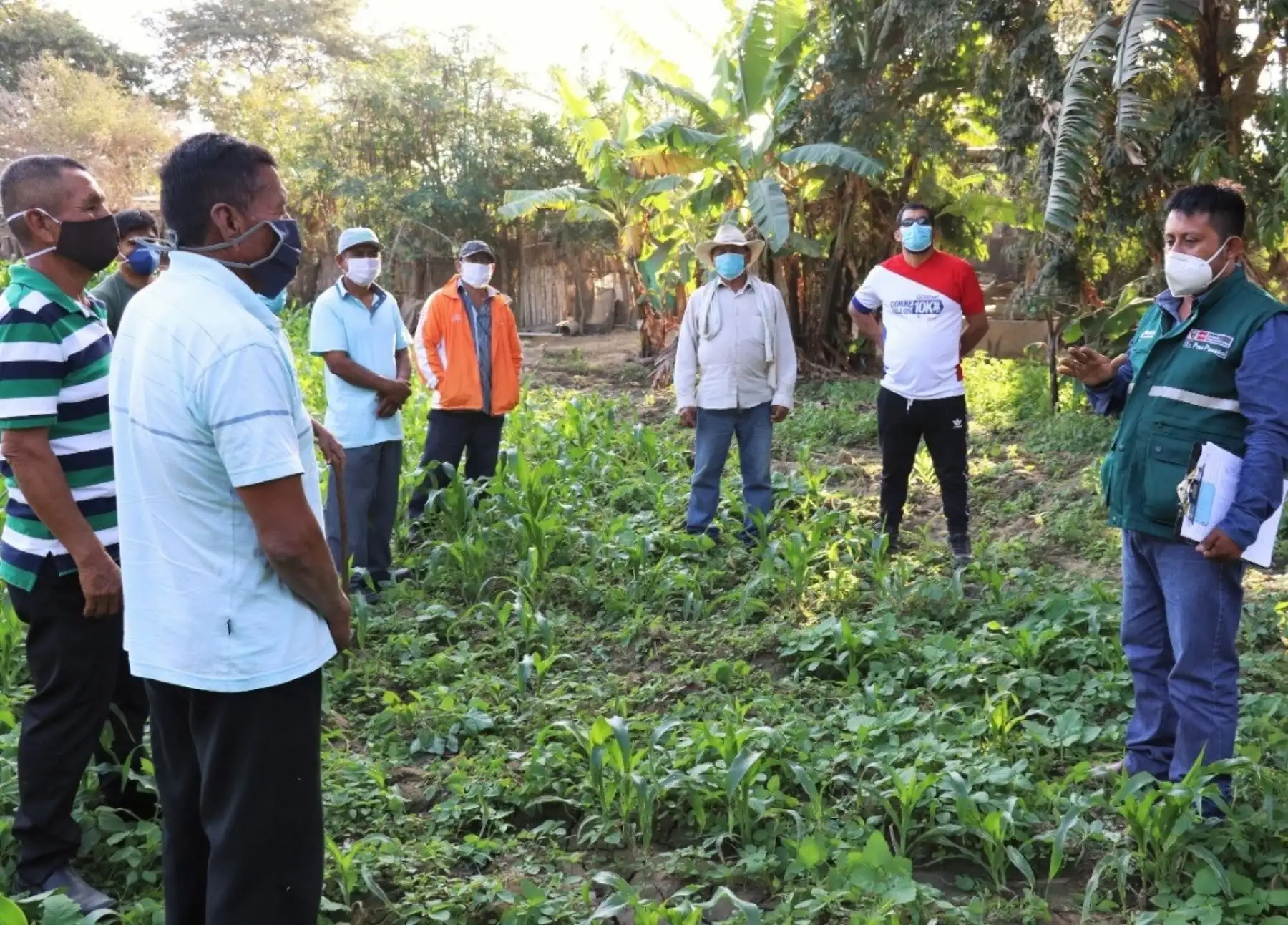 Especialistas del Senasa instalarán y conducirán escuelas de campo en Lambayeque para fortalecer la agricultura familiar de esa región. Foto: ANDINA/difusión.