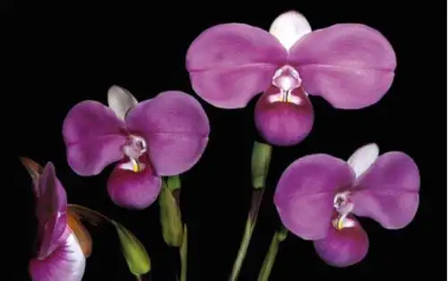 Perú alberga entre 2,600 y 3,000 especies de orquídeas silvestres. Muchas de ellas están amenazadas por la extracción ilegal. Para atender esta y otras amenazas, el Servicio Nacional Forestal y de Fauna Silvestre (Serfor) aprobó el Plan Nacional de Conservación de las Orquídeas Amenazadas 2020-2029. Foto: Manolo Arias/Serfor