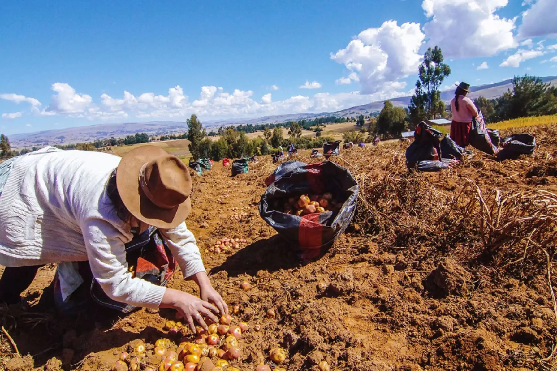 Pequeños productores agropecuarios. Andina: ANDINA/Difusión