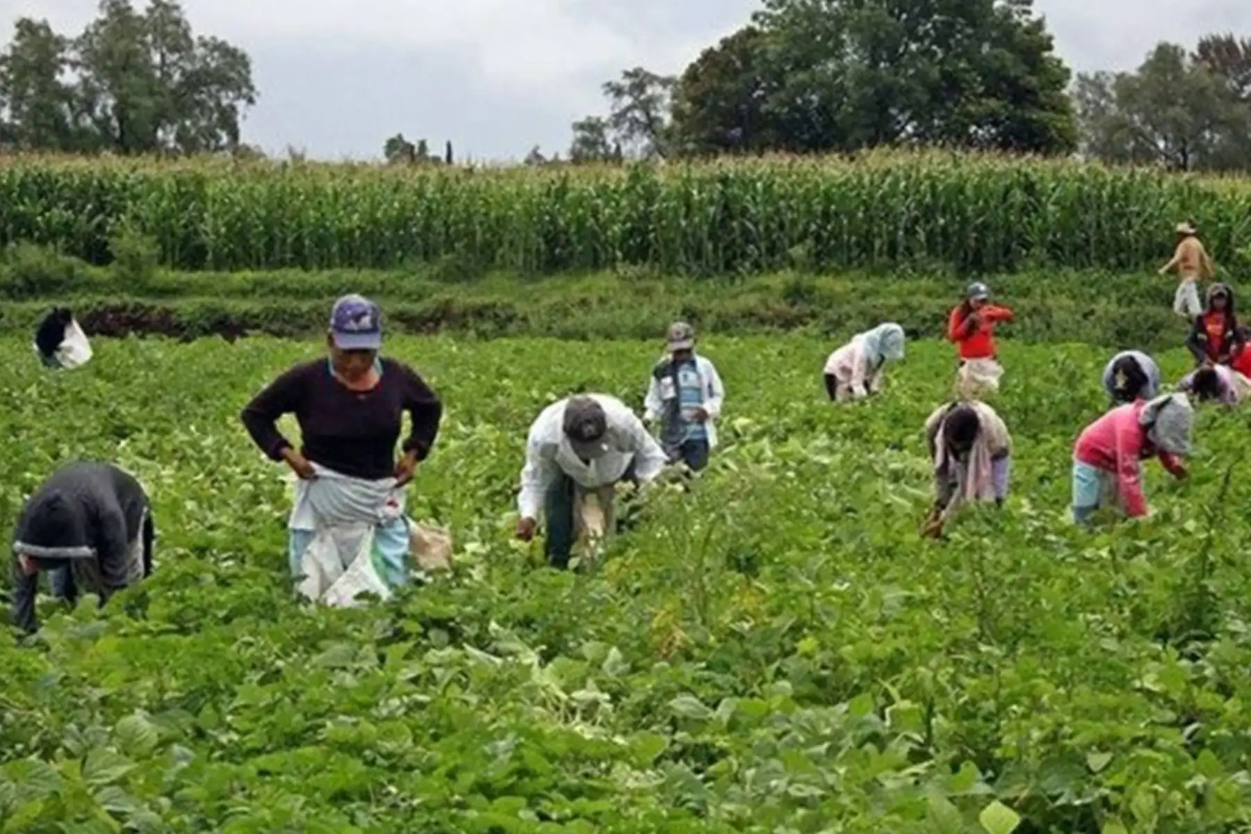 Pequeños productores en plena faena diaria. Foto: ANDINA/Difusión