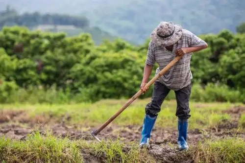 Aporte de la agricultura familiar es fundamental para garantizar la seguridad alimentaria. ANDINA/Difusión