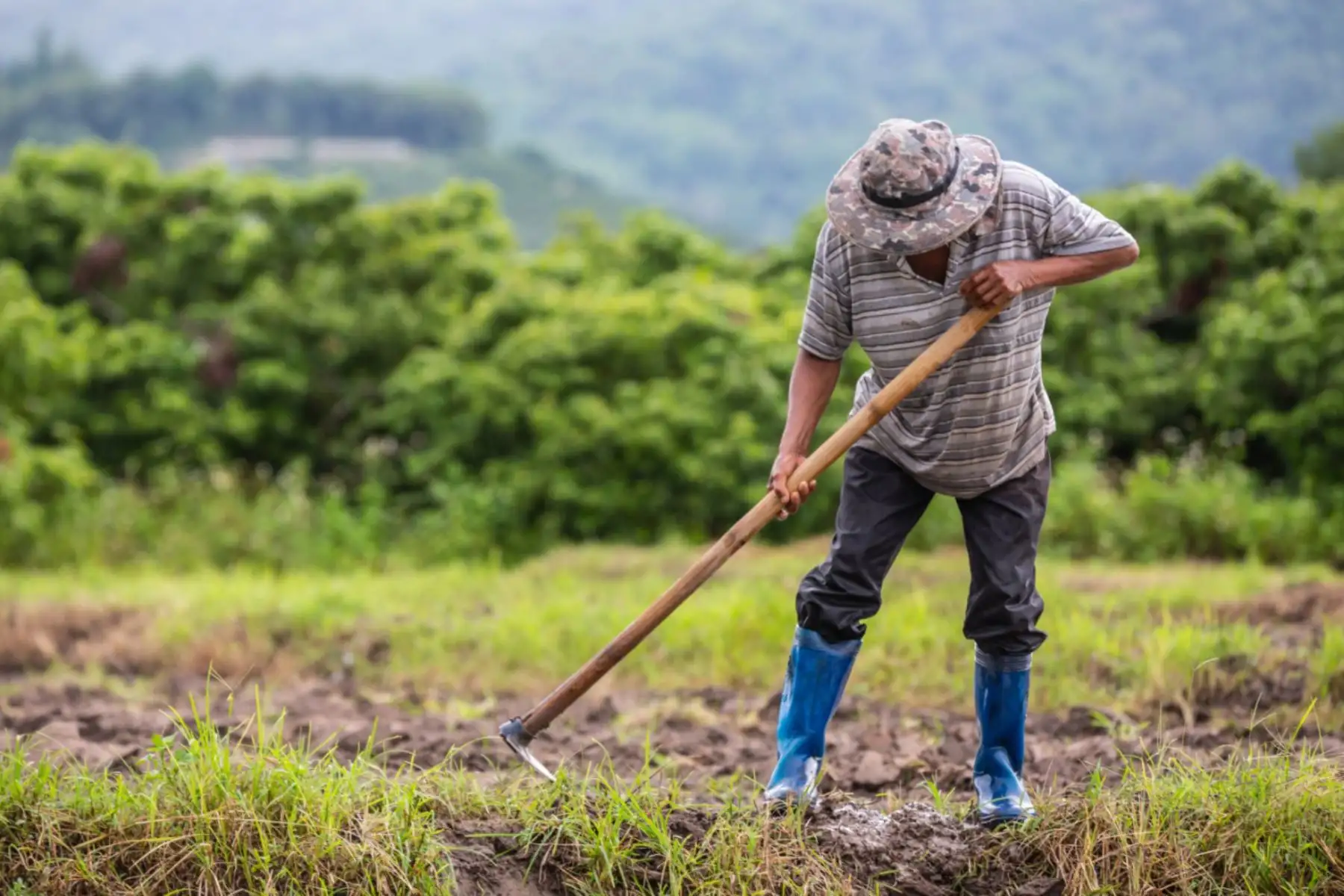 Aporte de la agricultura familiar es fundamental para garantizar la seguridad alimentaria. ANDINA/Difusión