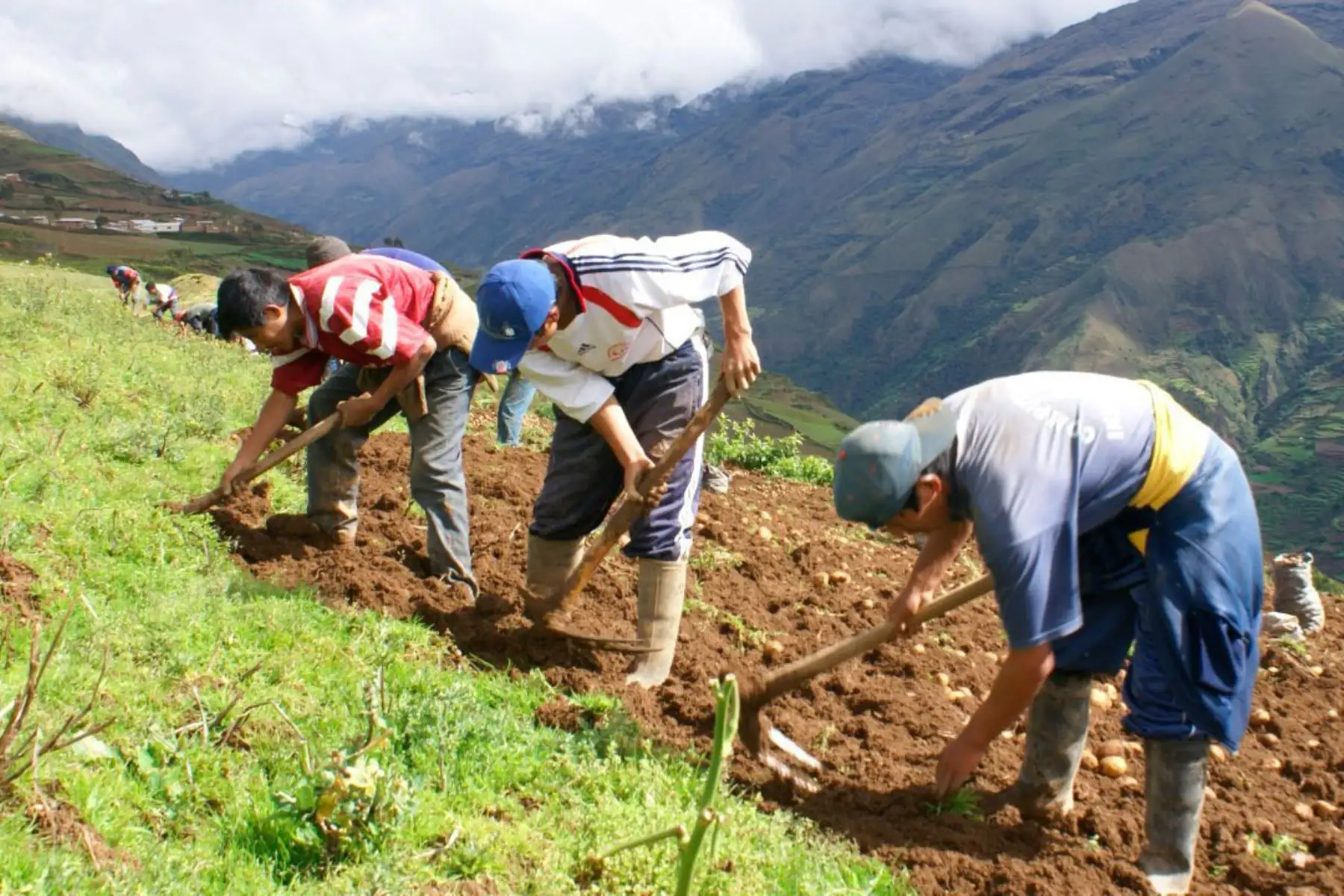 Pequeños productores agrarios. Foto: ANDINA/Difusión
