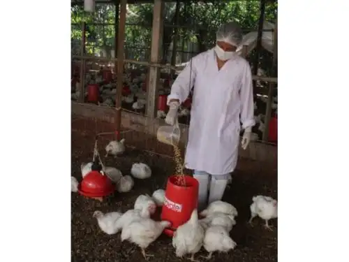 Emprendedores elaboran harina de pijuayo, una alternativa económica y de calidad para fabricar alimento para pollos de engorde en la región Loreto. ANDINA/Difusión