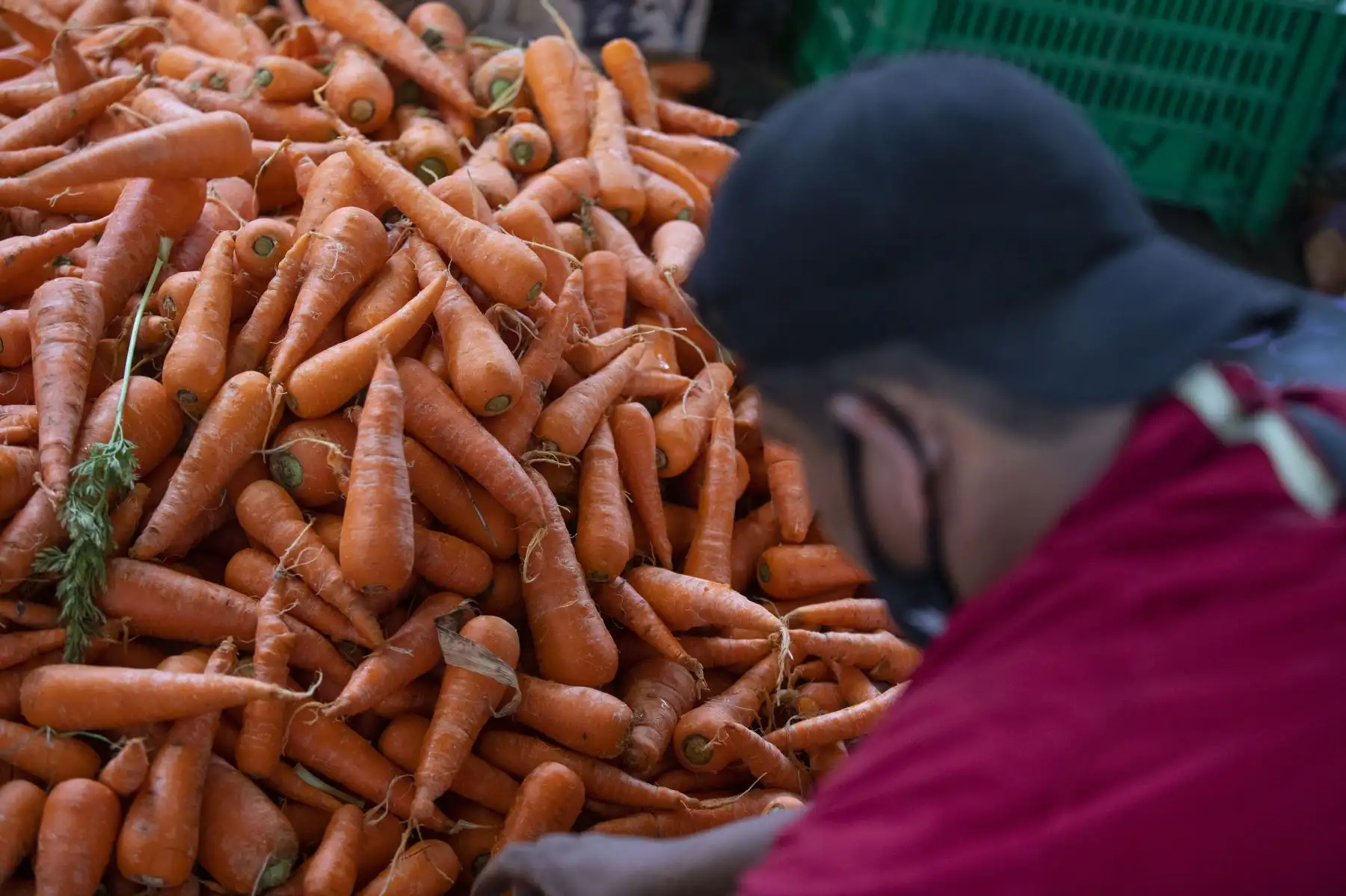 Abastecimiento de diversos productos como la papa, zapallo, tomate, ajíes y cebolla etc, esta garantizado  en el Gran Mercado Mayorista de Lima que promueve la Municipalidad de Lima.
Foto: Municipalidad de Lima