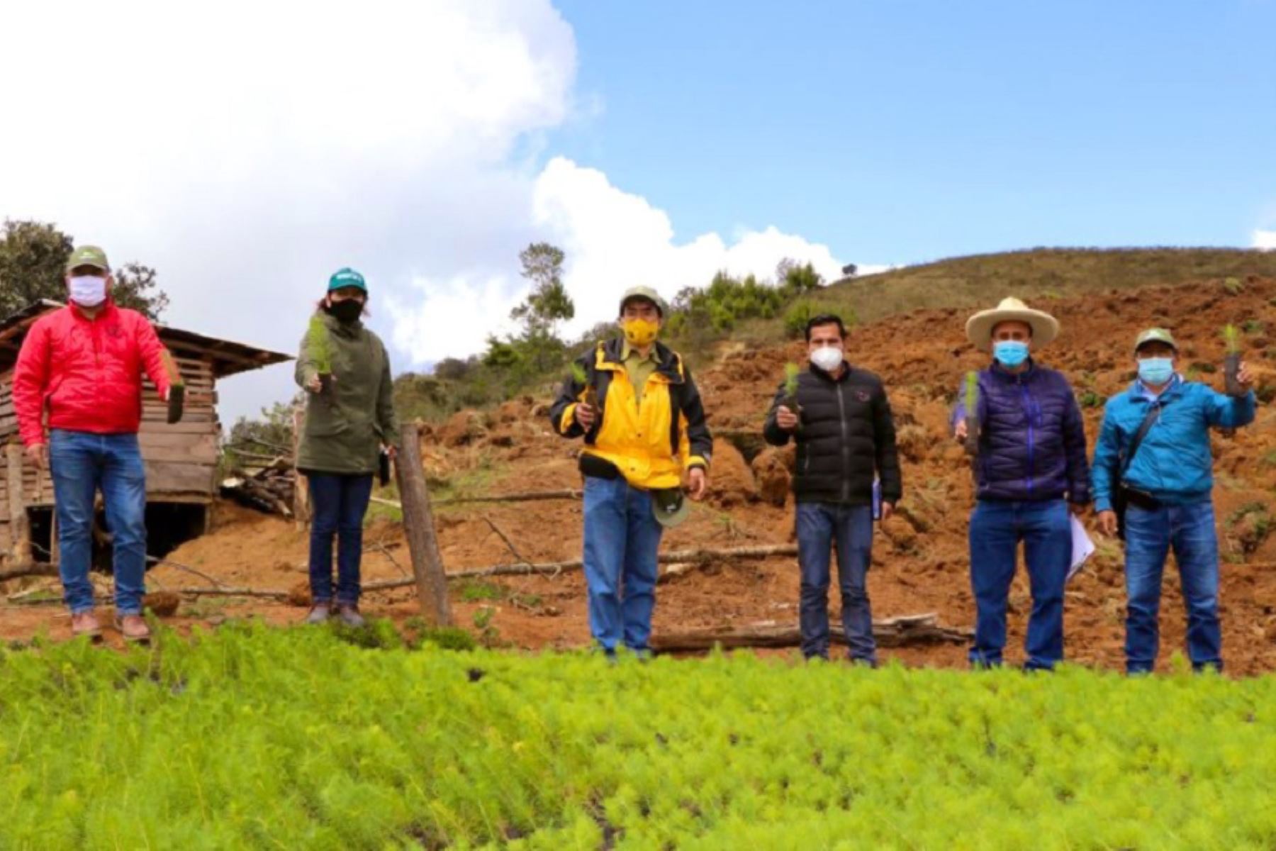 El Gobierno Regional de Cajamarca, a través de la Dirección Regional de Agricultura y la Agencia Agraria Celendín, sembró 40,000 plantones de pino en un espacio de 40 hectáreas, en el distrito de José Gálvez, provincia de Celendín.