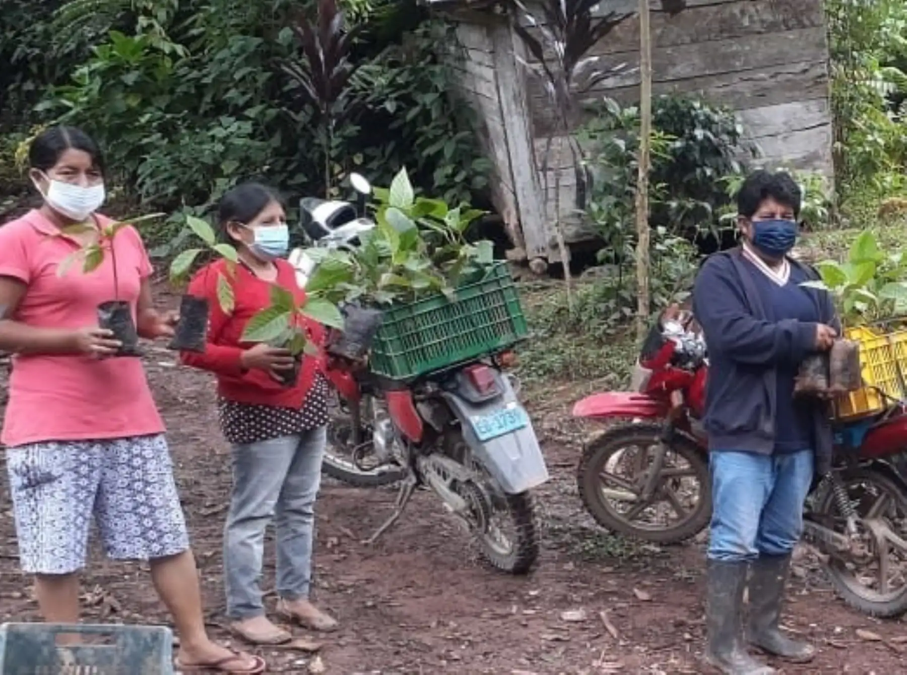 Pobladores de la comunidad campesina Barineti Real, ubicada en el distrito de Pichanaqui, en la selva de Junín, iniciaron siembra del emblemático árbol de la quina. ANDINA/Difusión
