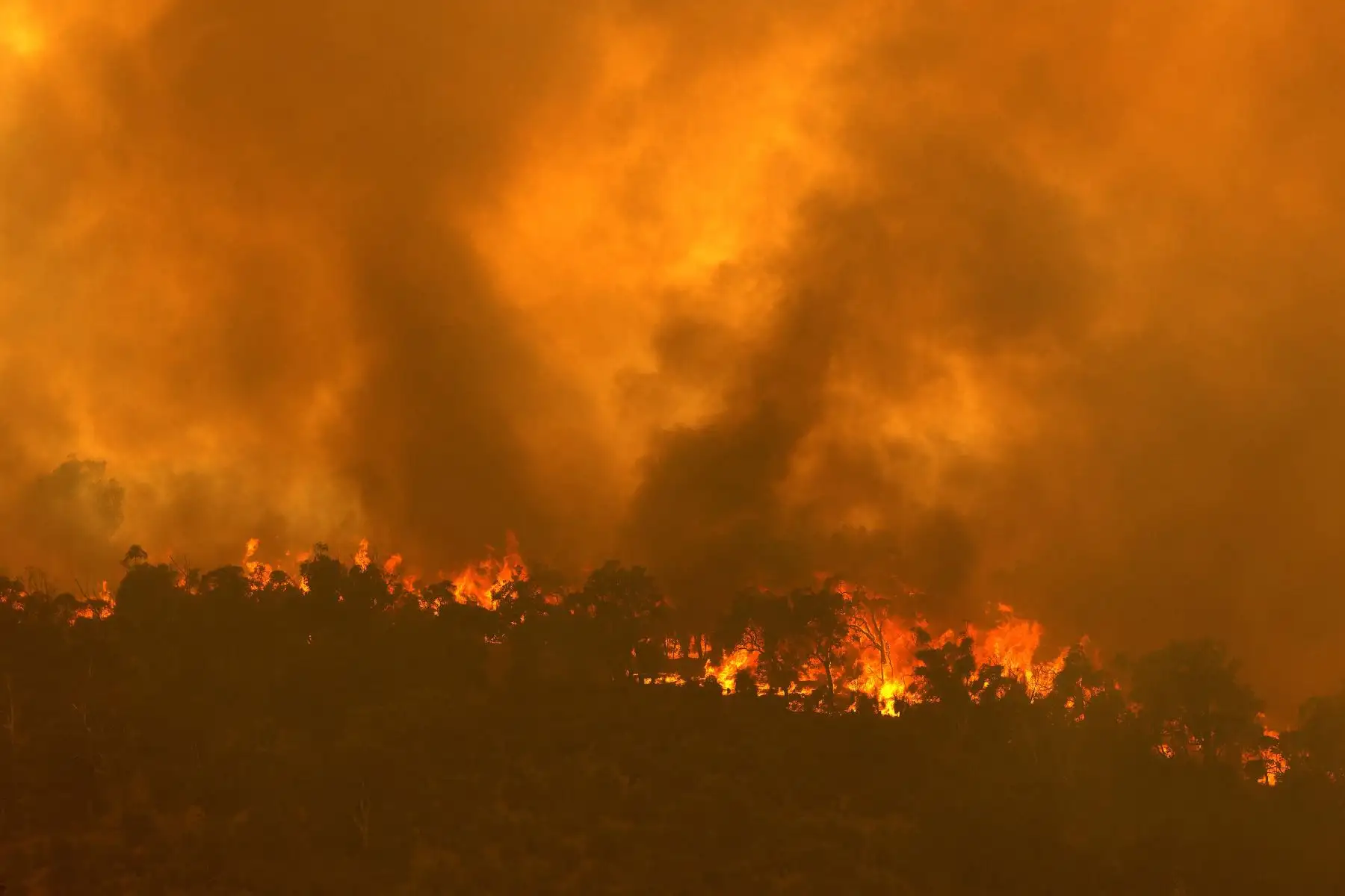 Un incendio impulsado por fuertes vientos arde en una cresta en el suburbio de Brigadoon en Perth lo que obliga a evacuaciones de emergencia pocos días después de que la ciudad de la costa oeste entrara en un bloqueo por coronavirus. 

Foto: AFP