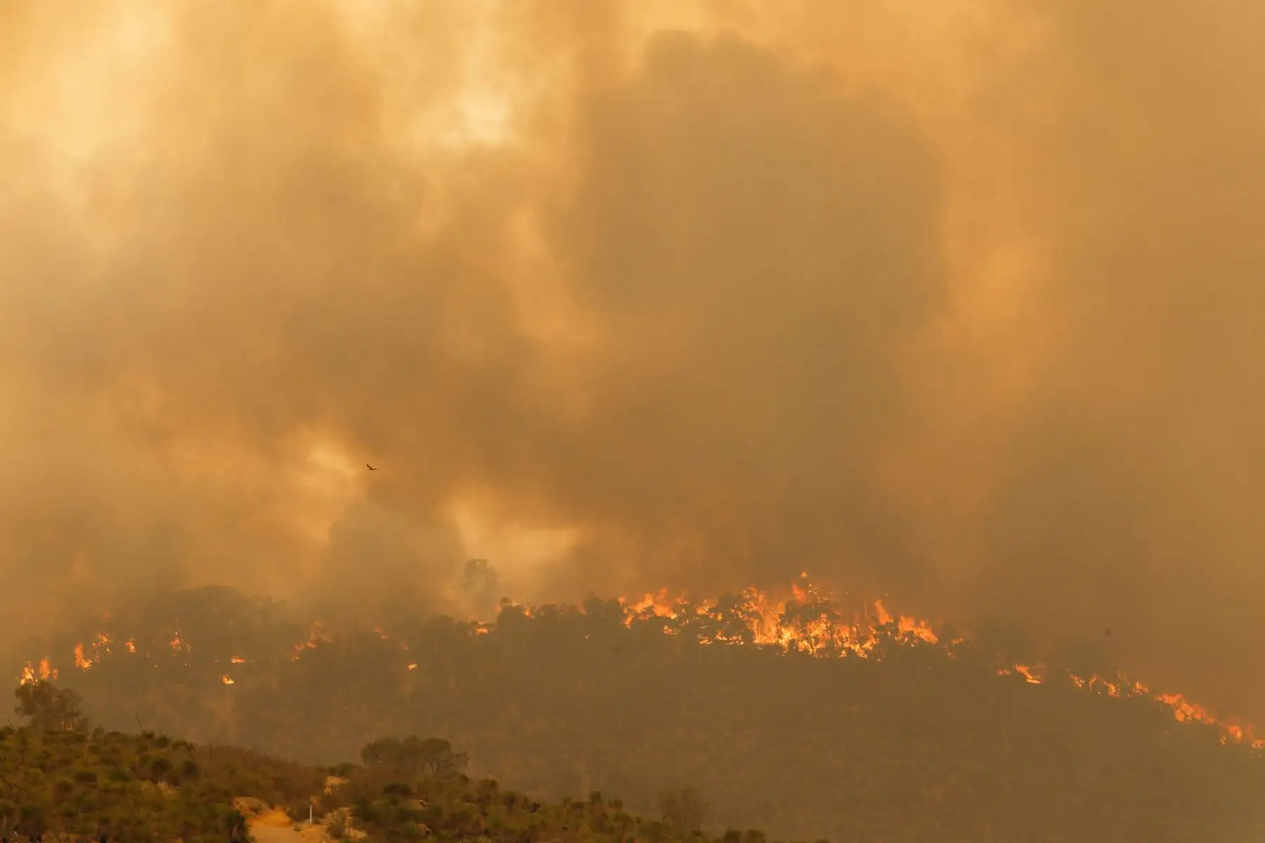 Un incendio impulsado por fuertes vientos arde en una cresta en el suburbio de Brigadoon en Perth lo que obliga a evacuaciones de emergencia pocos días después de que la ciudad de la costa oeste entrara en un bloqueo por coronavirus. 

Foto: AFP