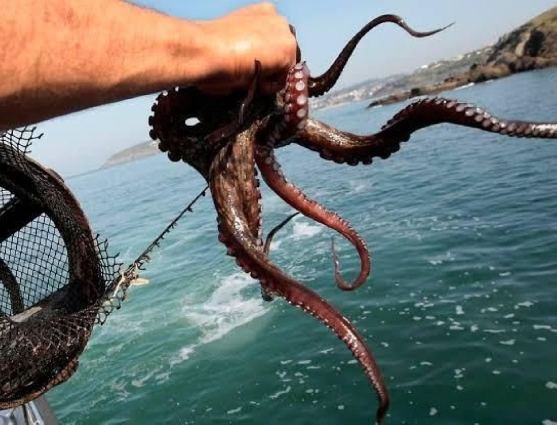 El Ministerio de la Producción estableció una cuota para la captura de pulpo en Punta Coles, en Moquegua, y autorizó su pesca hasta el 31 de octubre.