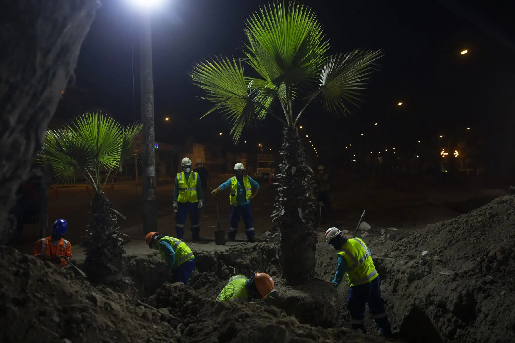 Palmeras de la Av. Universitaria fueron trasladadas al albergue de árboles en Ancón, estos árboles serán replantados en un espacio adecuado para continuar con la vida verde. Foto: ANDINA/Municipalidad de Lima